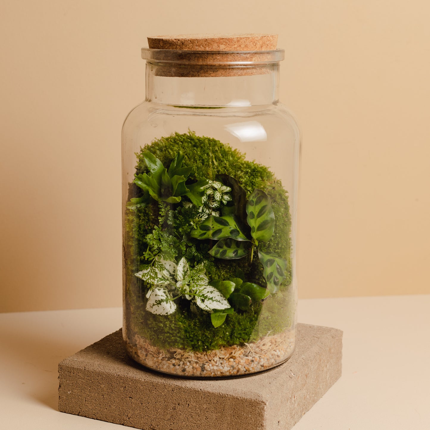 Terrarium Plant Assortment (Large Vessel)