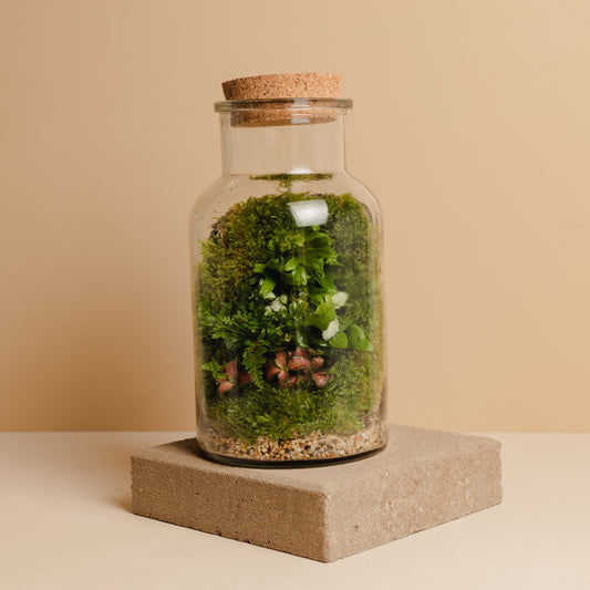 Terrarium Plant Assortment (Medium Vessel)