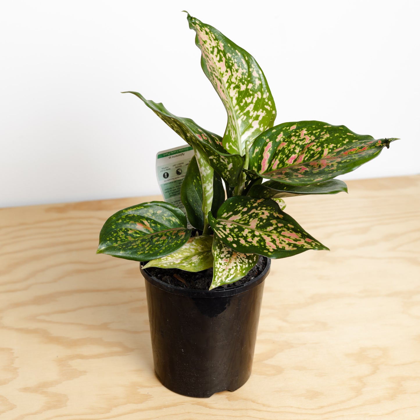 Aglaonema Wishes (130mm pot size)