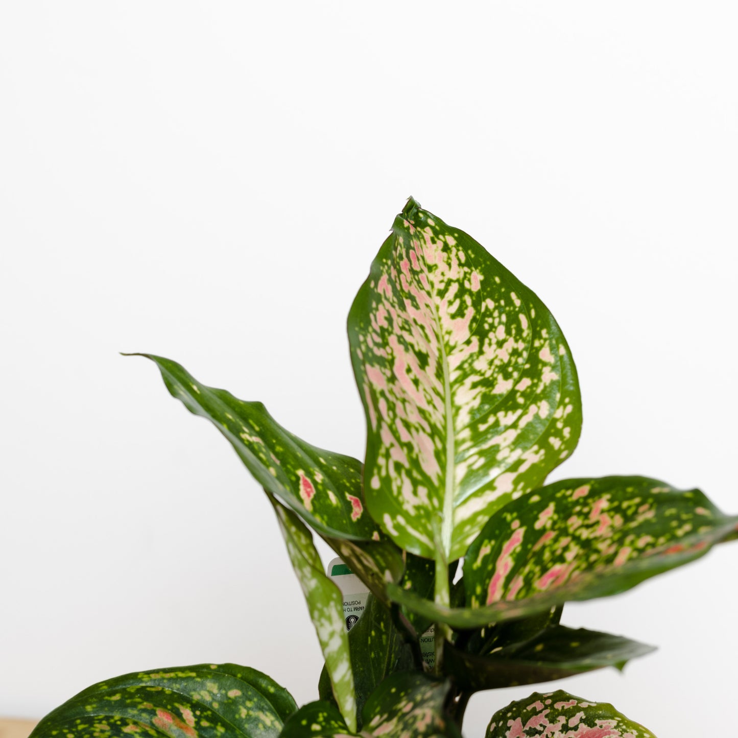 Aglaonema Wishes (130mm pot size)
