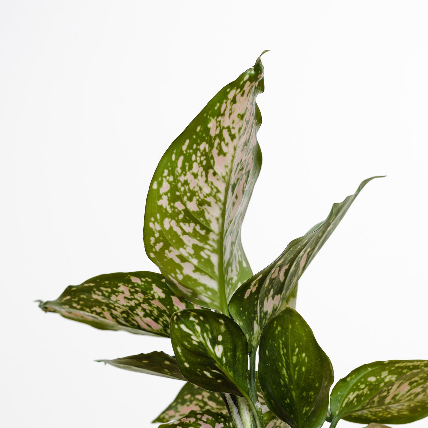 Aglaonema Wishes (130mm pot size)