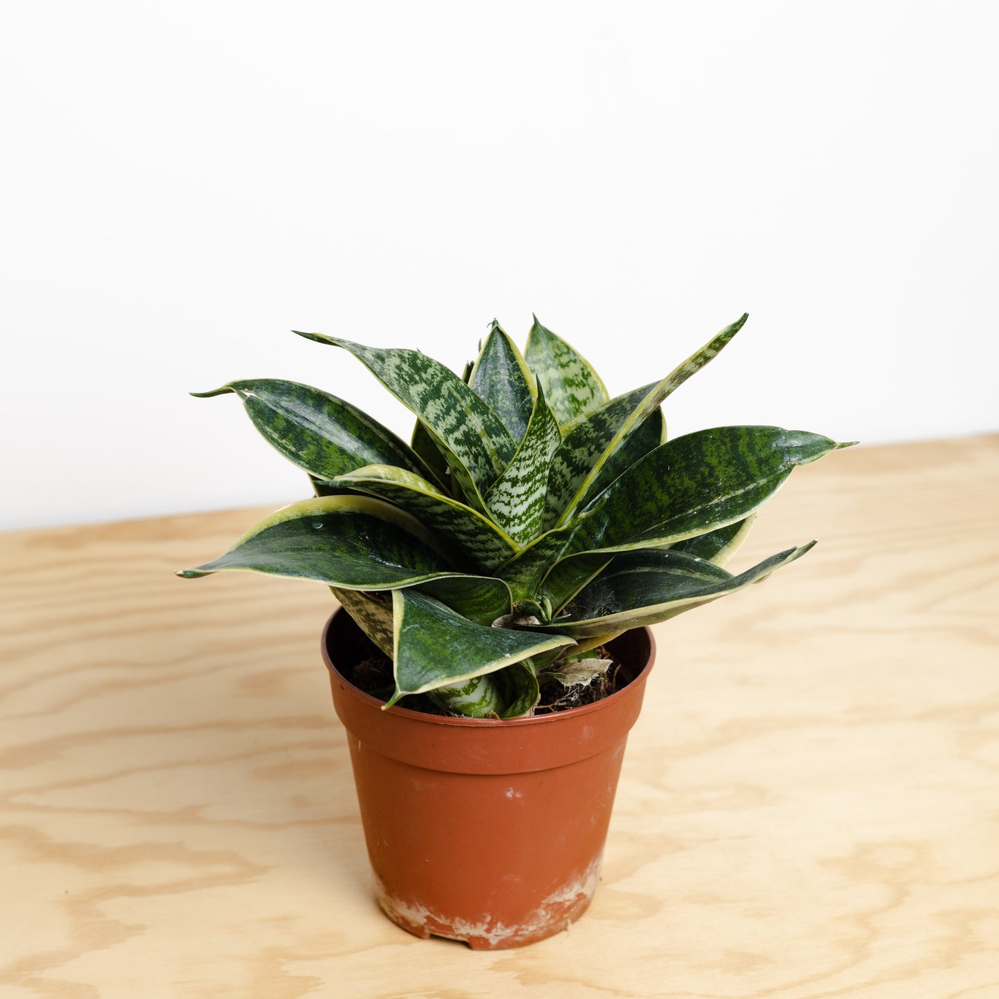 Sansevieria (120mm Pot Size)