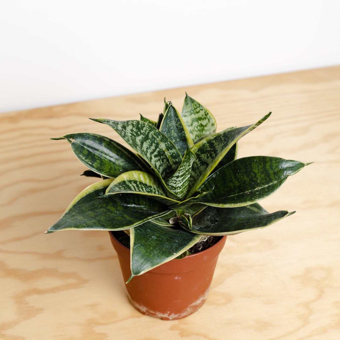 Sansevieria (120mm Pot Size)
