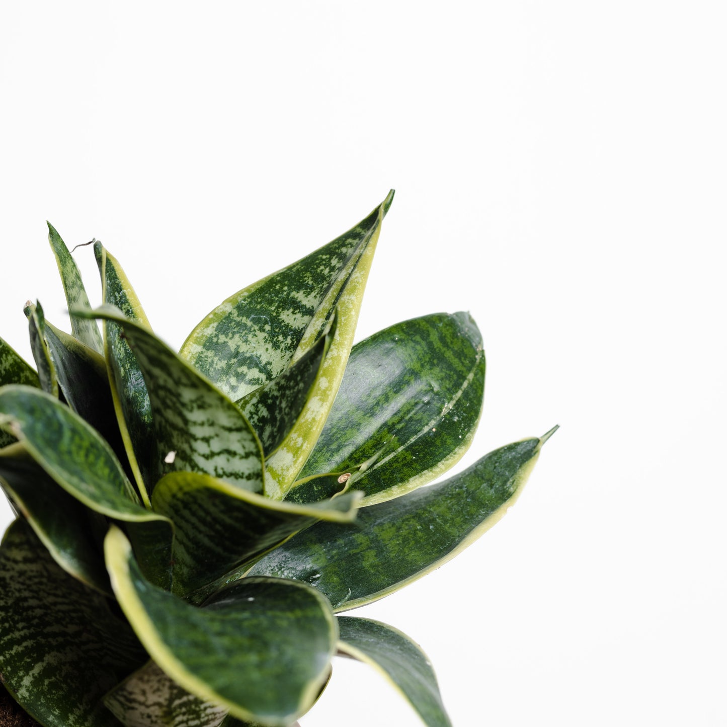 Sansevieria (120mm Pot Size)