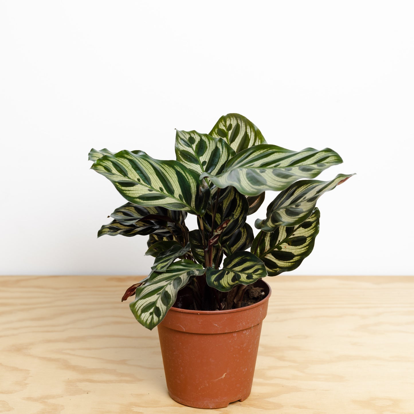 Calathea Makoyana (120mm pot size)
