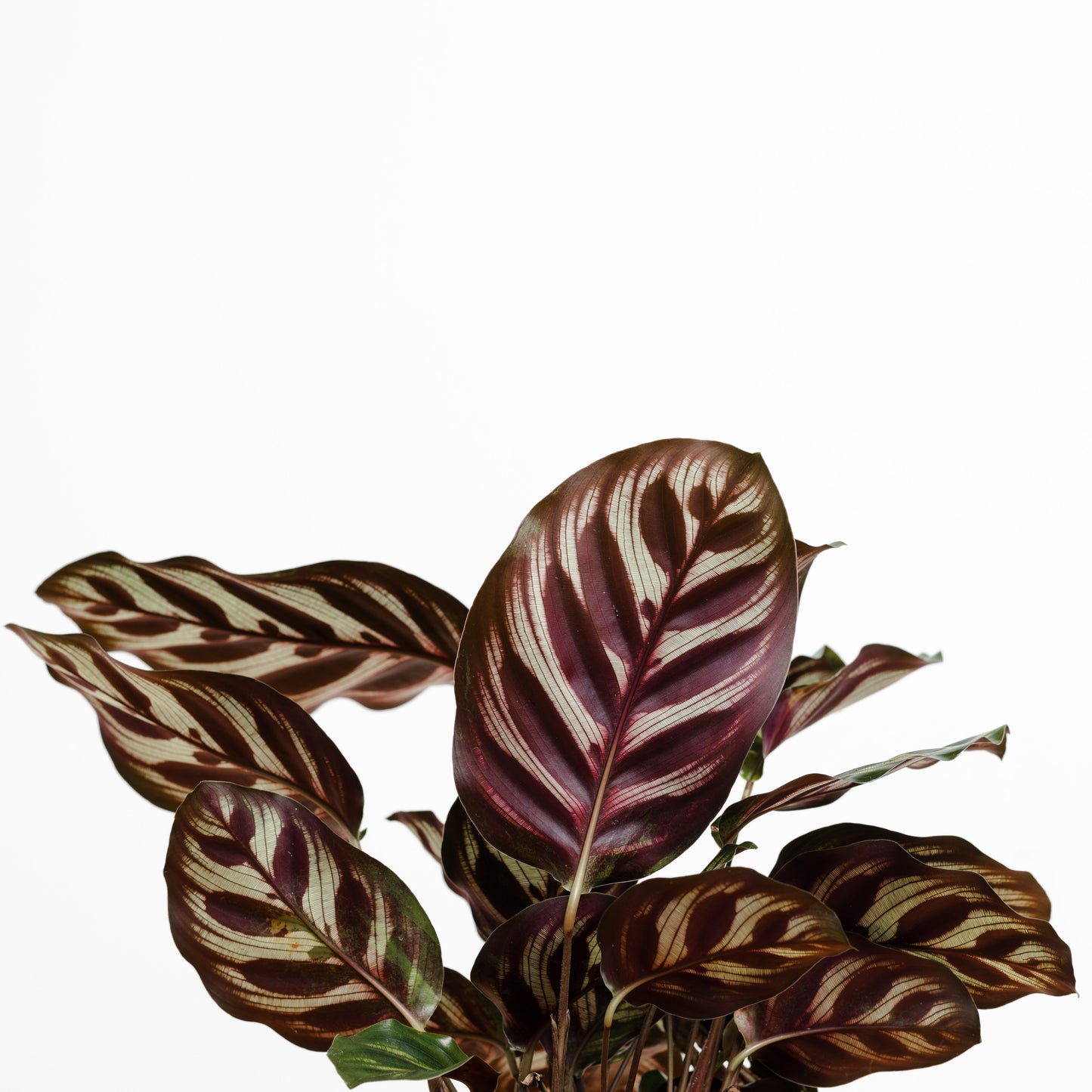 Calathea Makoyana (120mm pot size)