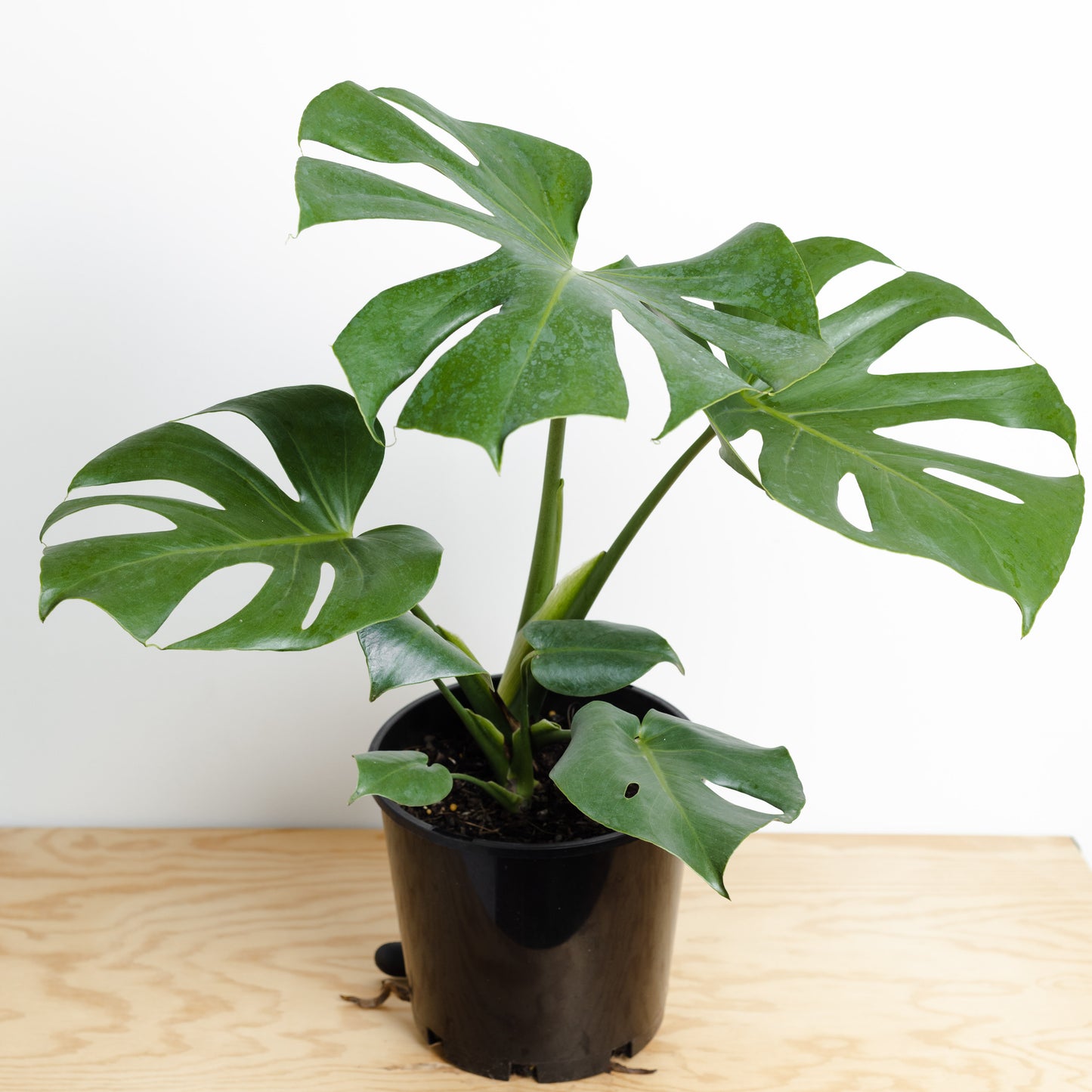 Monstera Deliciosa (180mm pot size)