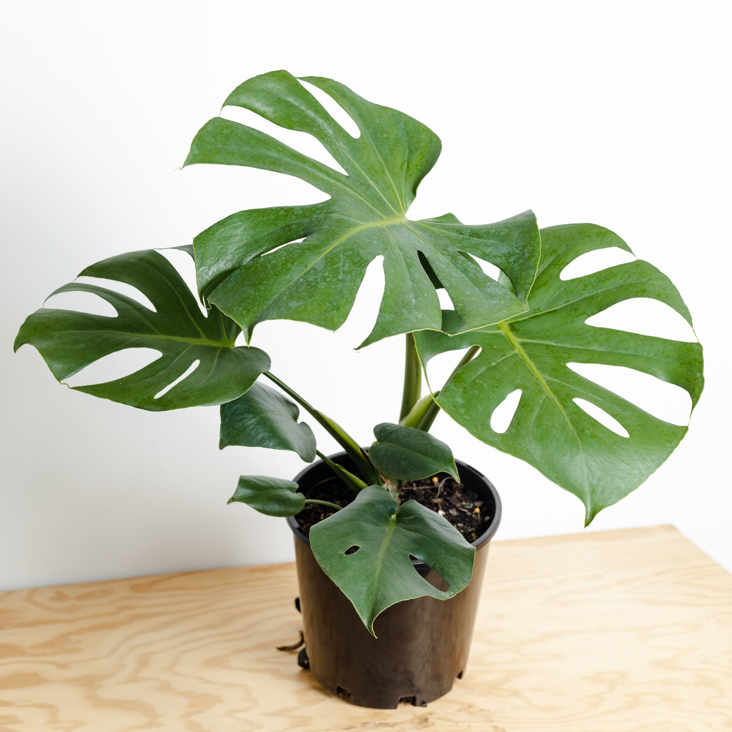 Monstera Deliciosa (180mm pot size)
