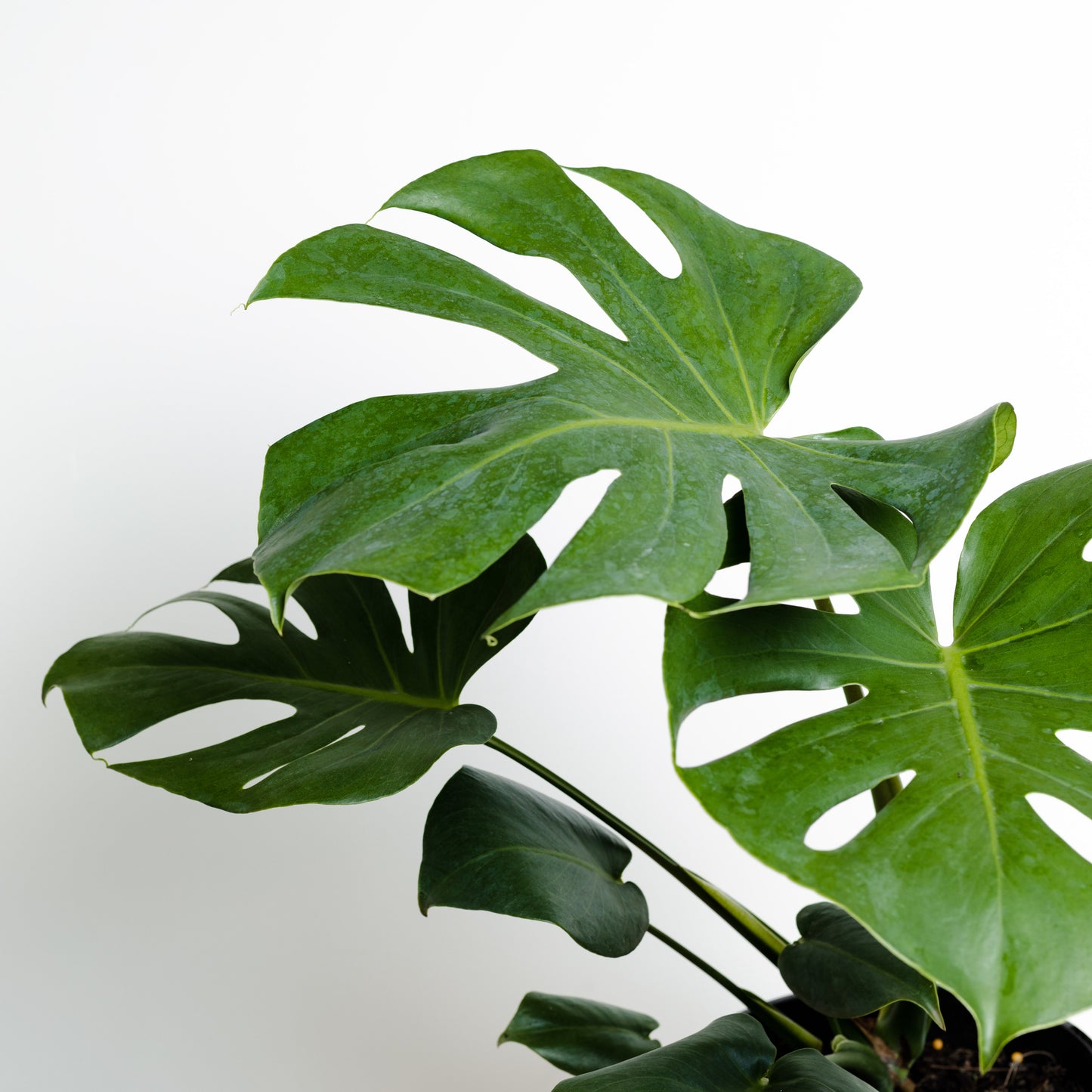 Monstera Deliciosa (180mm pot size)