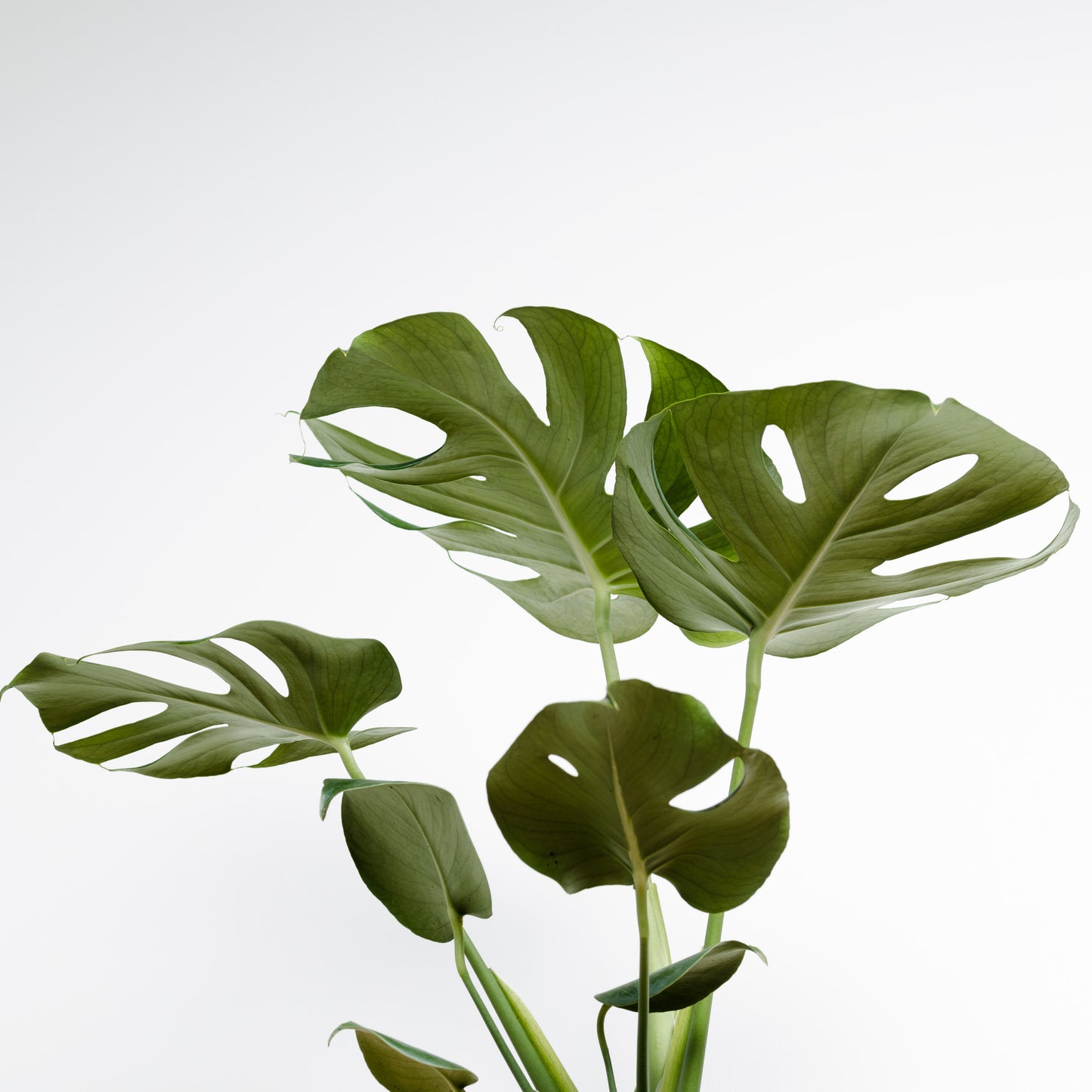 Monstera Deliciosa (180mm pot size)