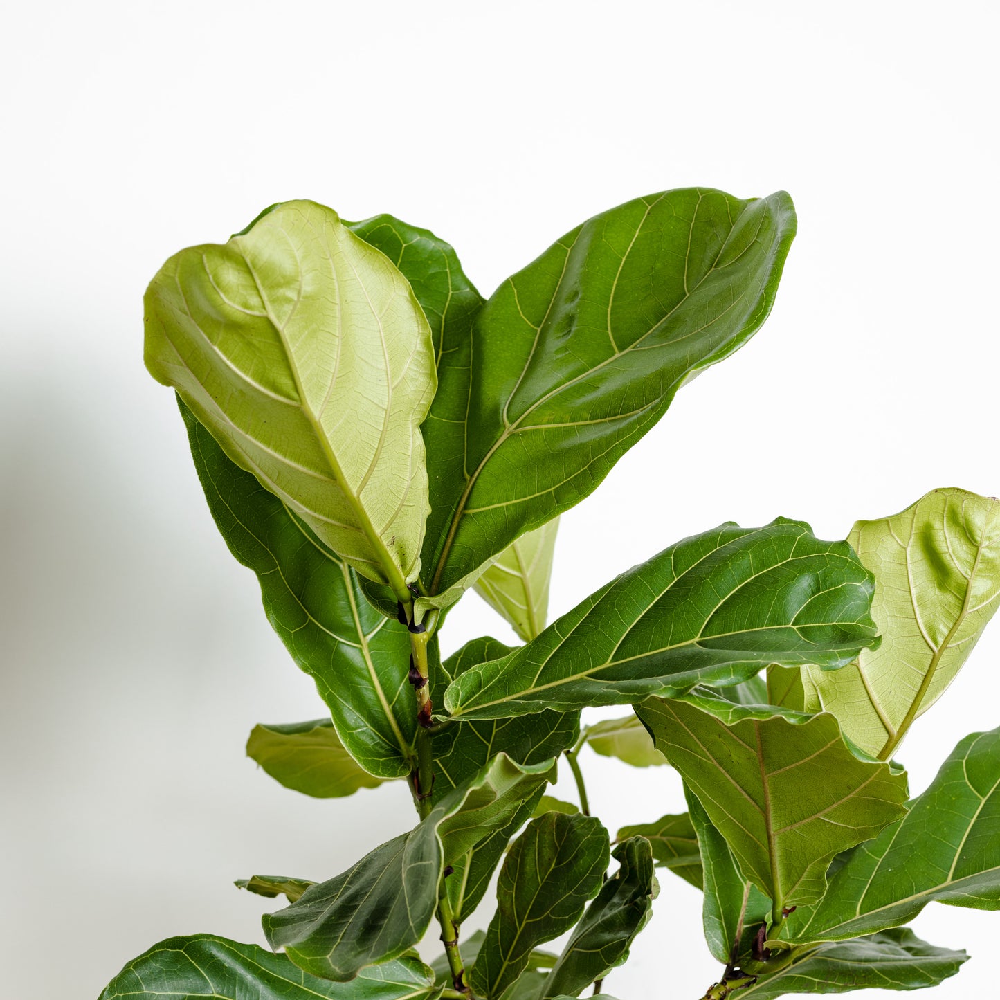 Fiddle Leaf Fig (200mm Pot Size)