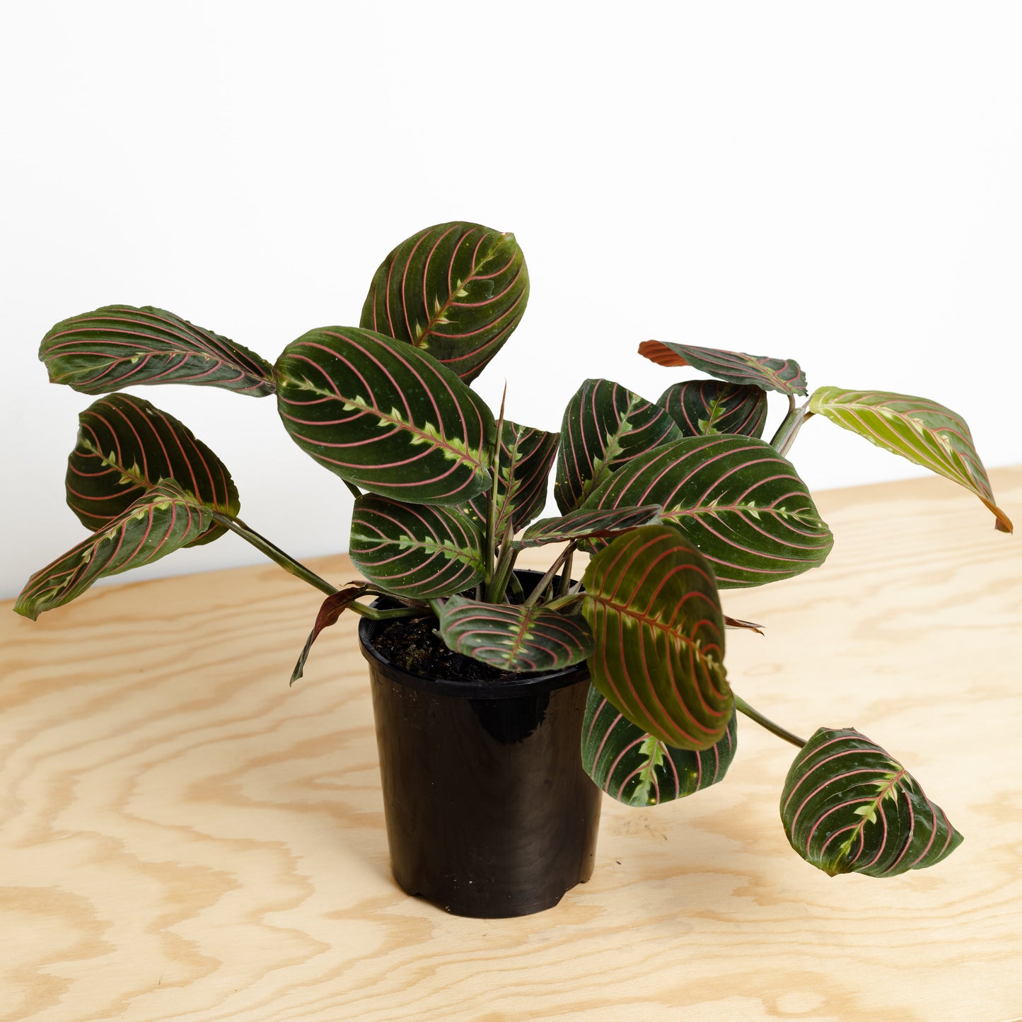 Maranta Red Vein (120mm Pot Size)