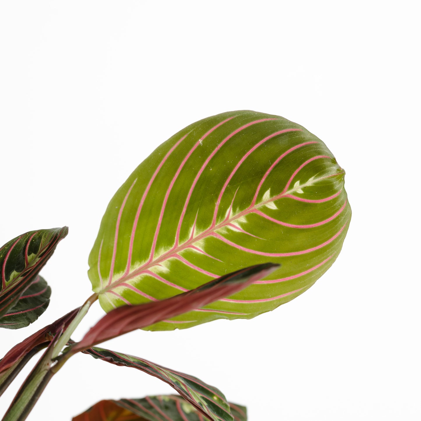 Maranta Red Vein (120mm Pot Size)