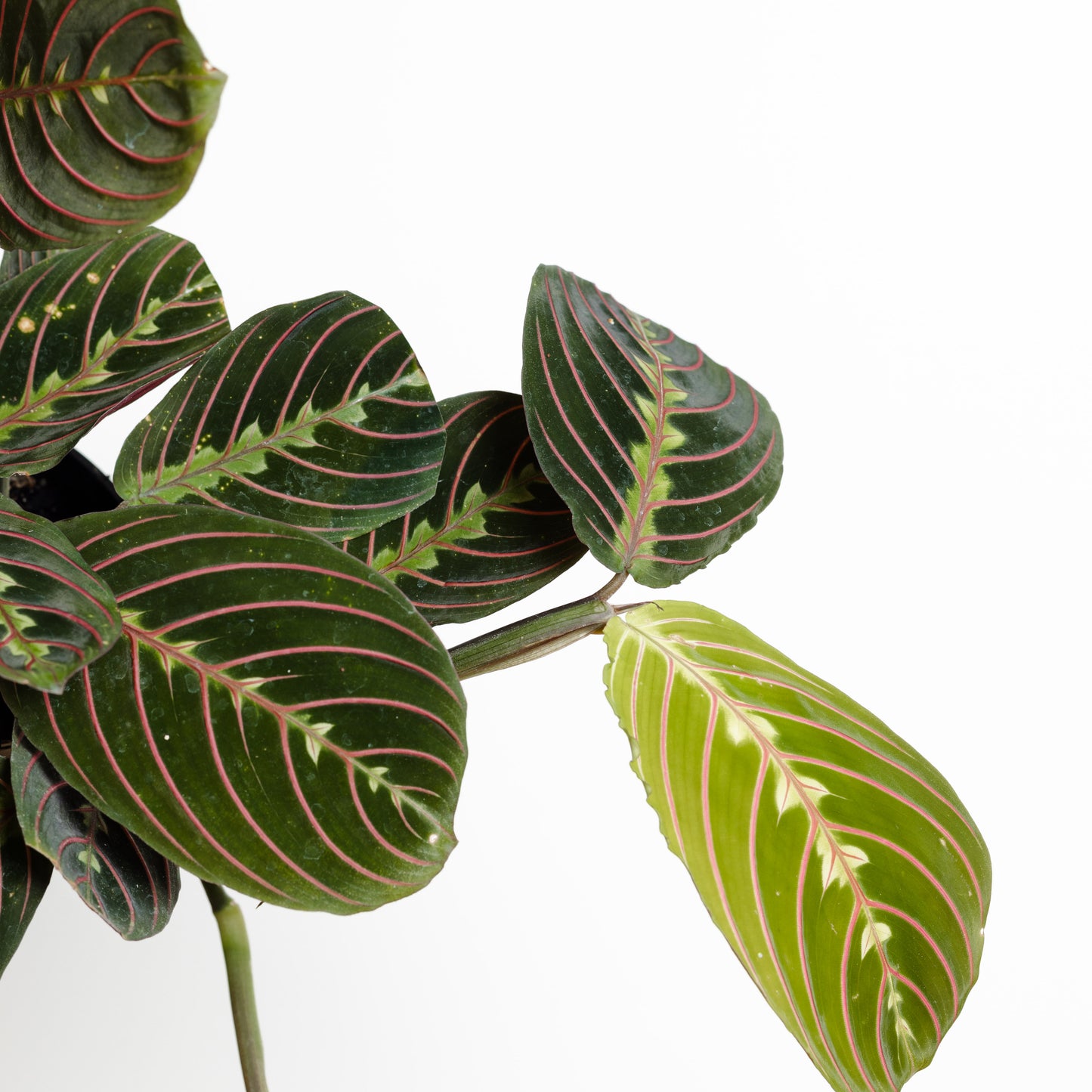Maranta Red Vein (120mm Pot Size)