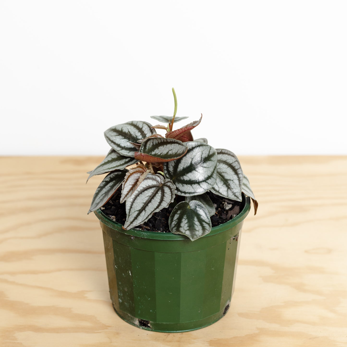 Peperomia Red Watermelon (120mm Pot Size)