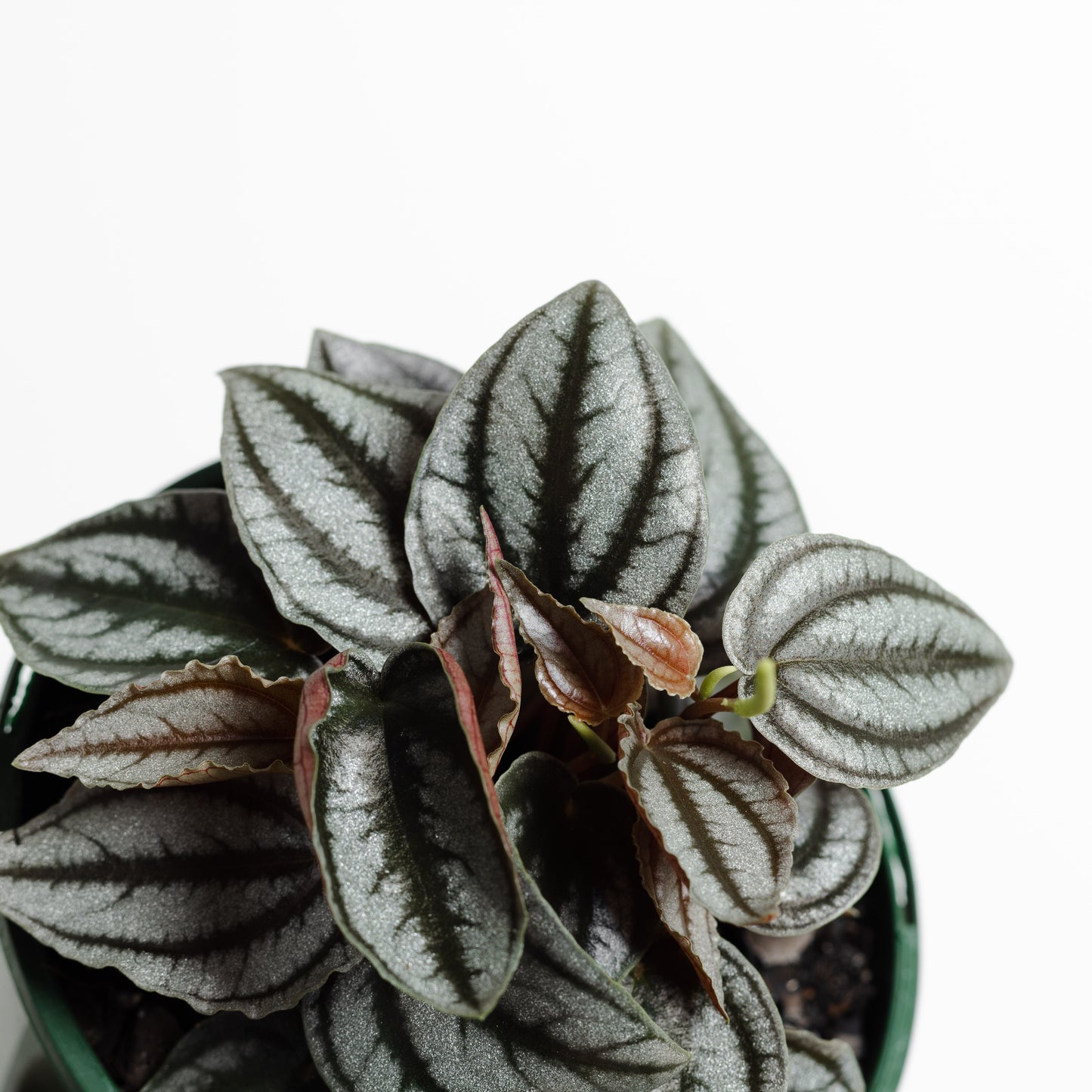 Peperomia Red Watermelon (120mm Pot Size)