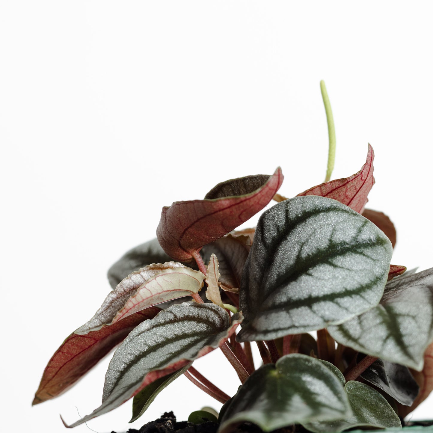 Peperomia Red Watermelon (120mm Pot Size)