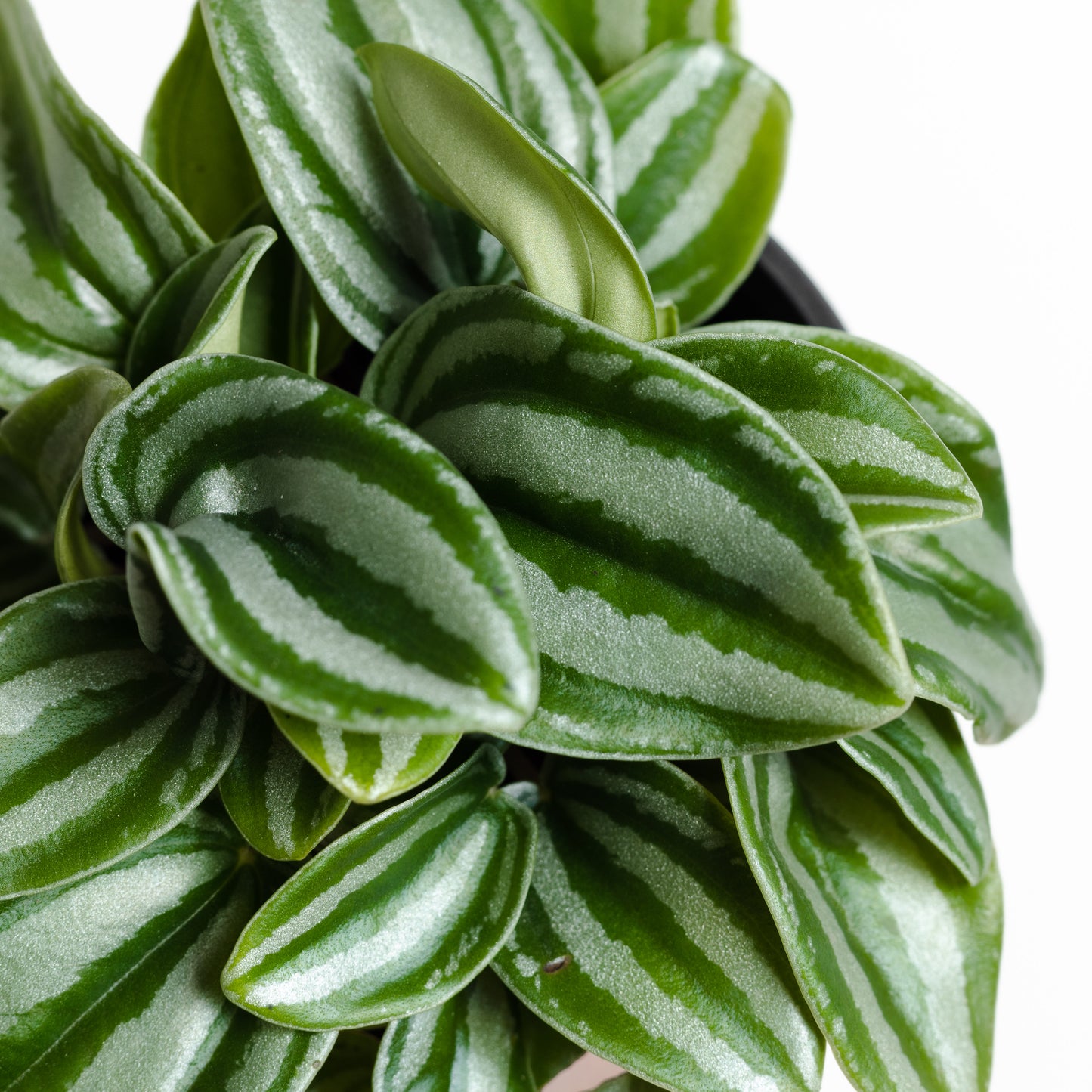 Peperomia Mini Watermelon (95mm Pot size)