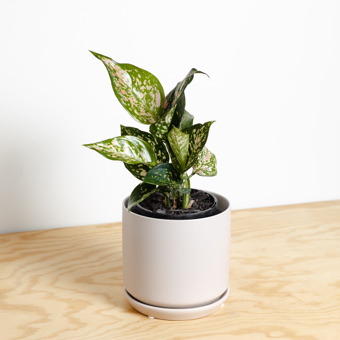 Aglaonema Wishes in Parchment Medium Oslo Pot