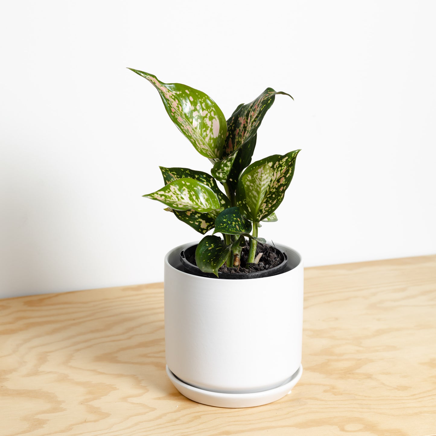 Aglaonema Wishes in White Medium Oslo Pot