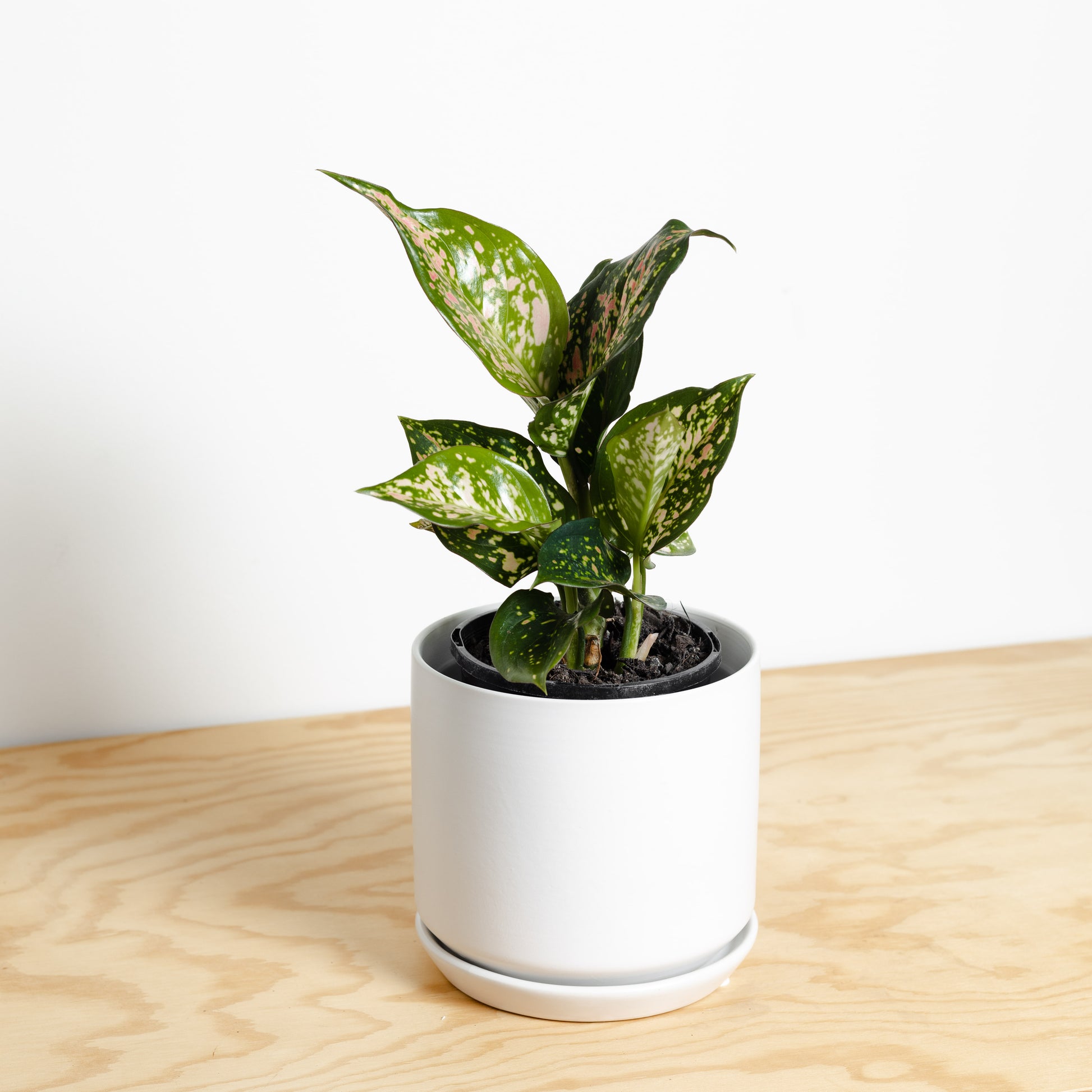 Aglaonema Wishes in White Medium Oslo Pot