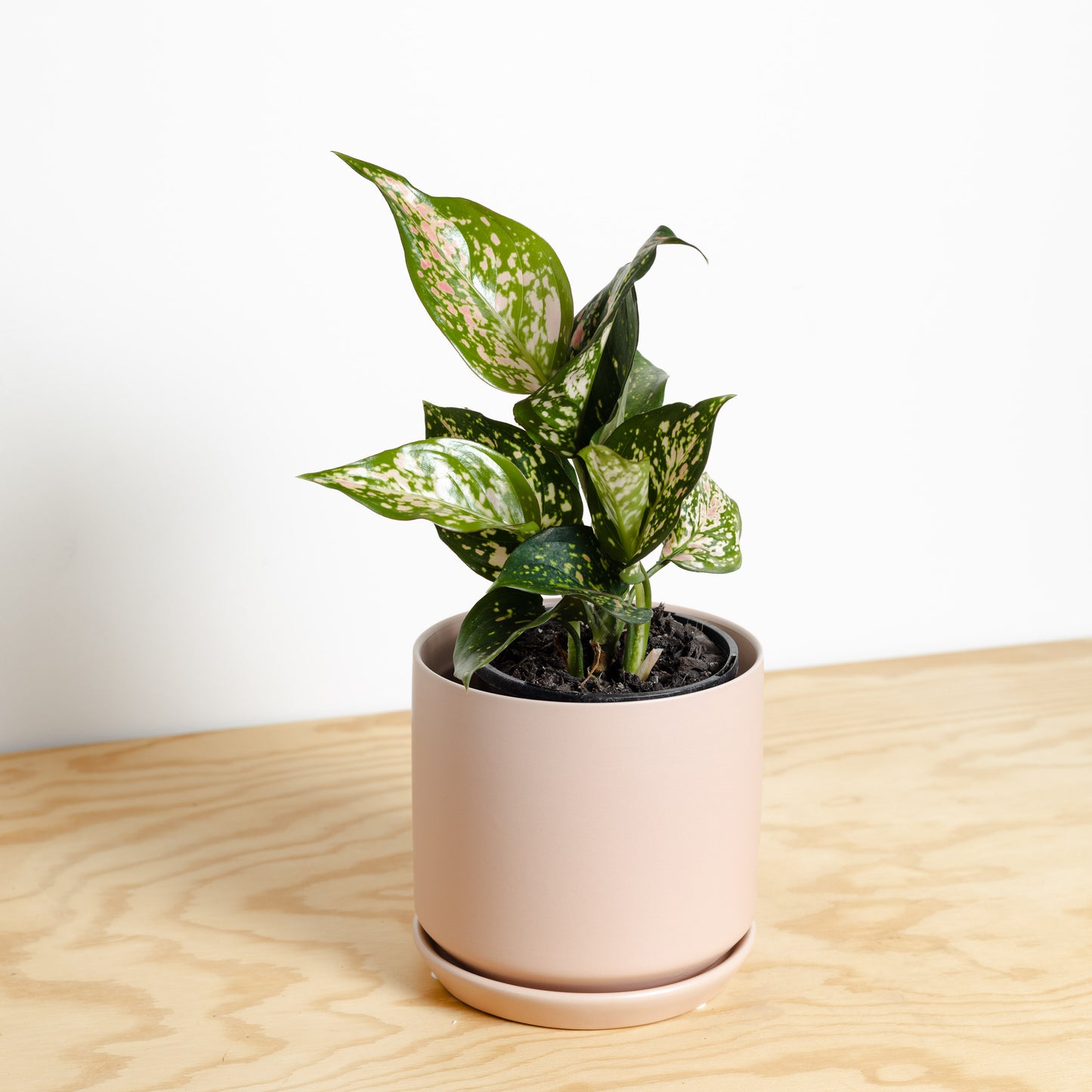 Aglaonema Wishes in Peach Medium Oslo Pot