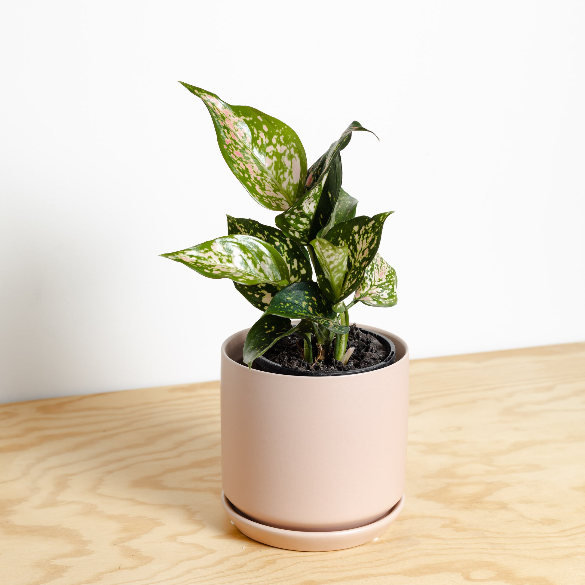 Aglaonema Wishes in Peach Medium Oslo Pot