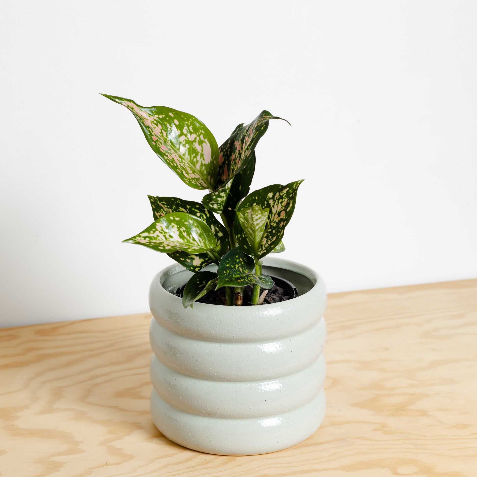Aglaonema Wishes in Luna Pistachio Pot by Evergreen Collective