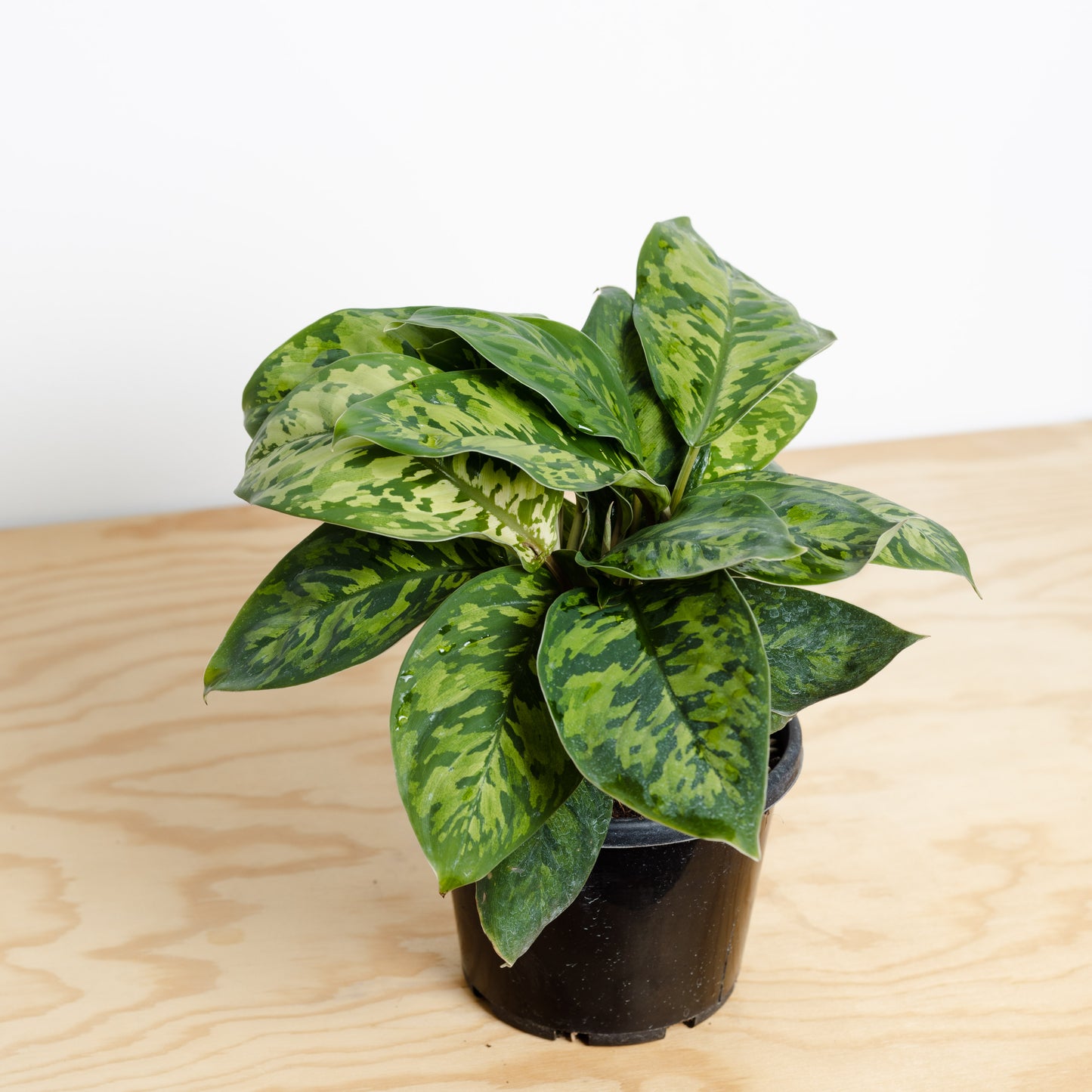 Homalomena Camouflage, Wallisii (130mm Pot Size)