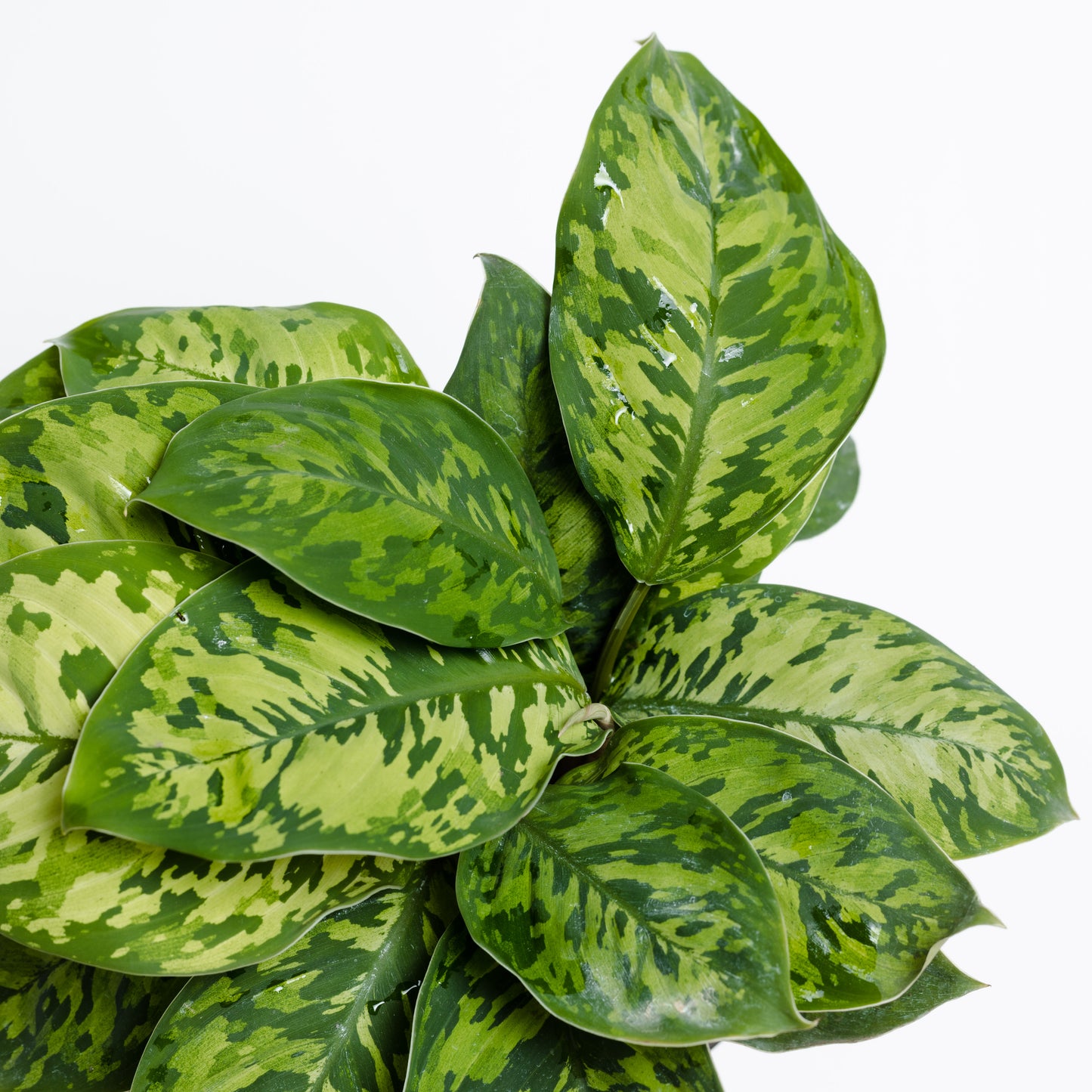 Homalomena Camouflage, Wallisii (130mm Pot Size)