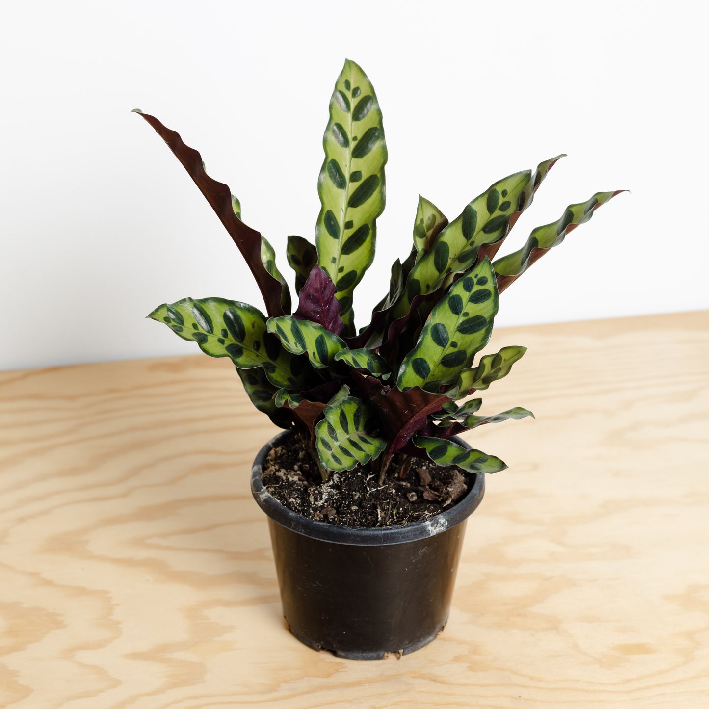 Calathea Insignis, Rattlesnake (120mm Pot Size)