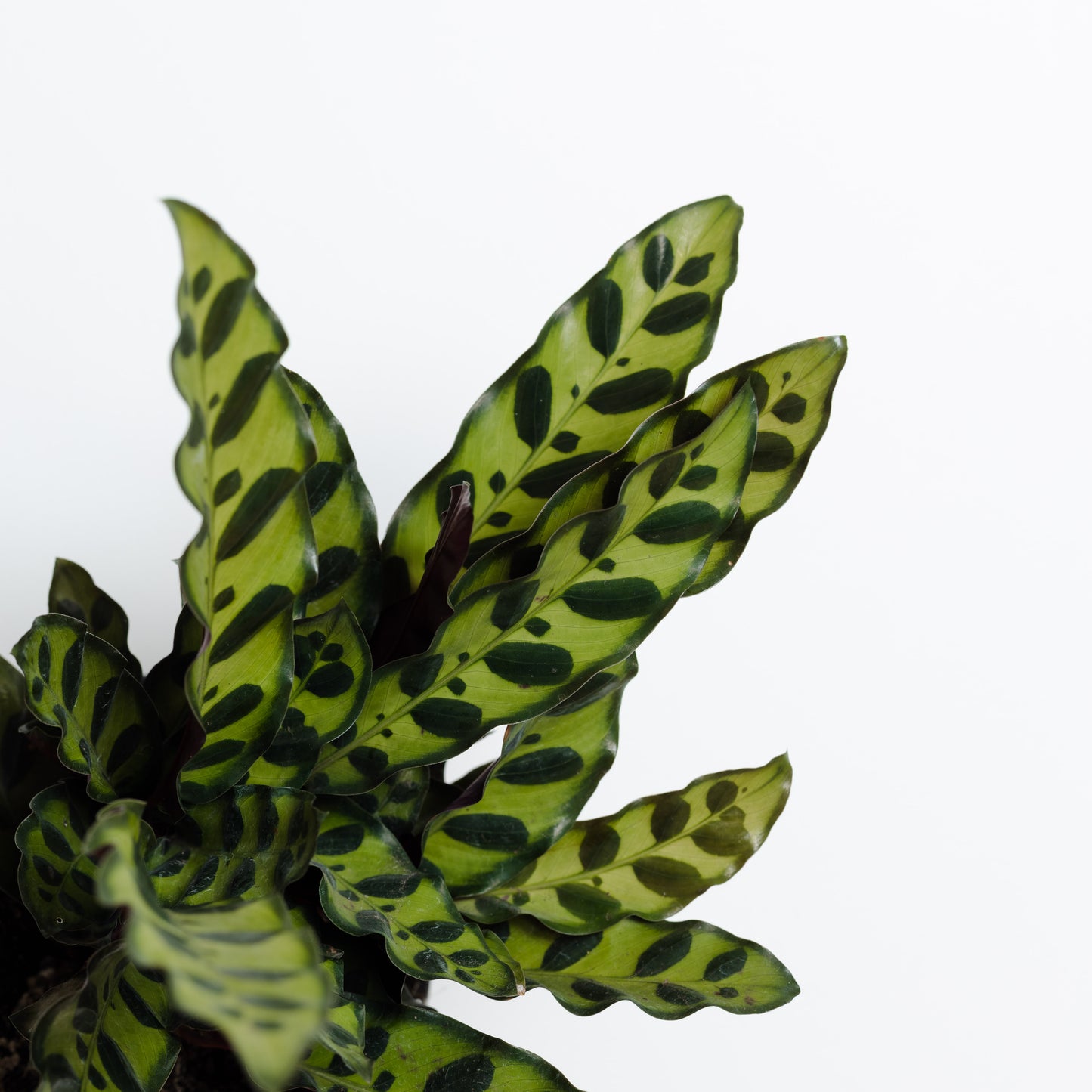 Calathea Insignis, Rattlesnake (120mm Pot Size)