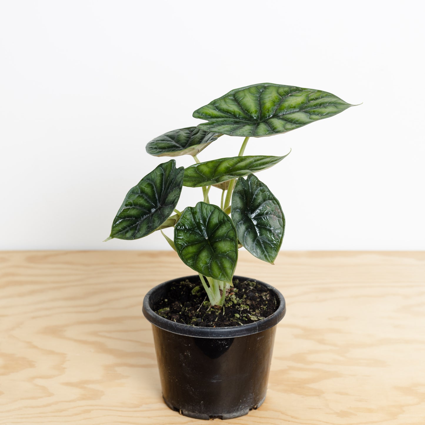 Alocasia Baginda, Dragon Scale