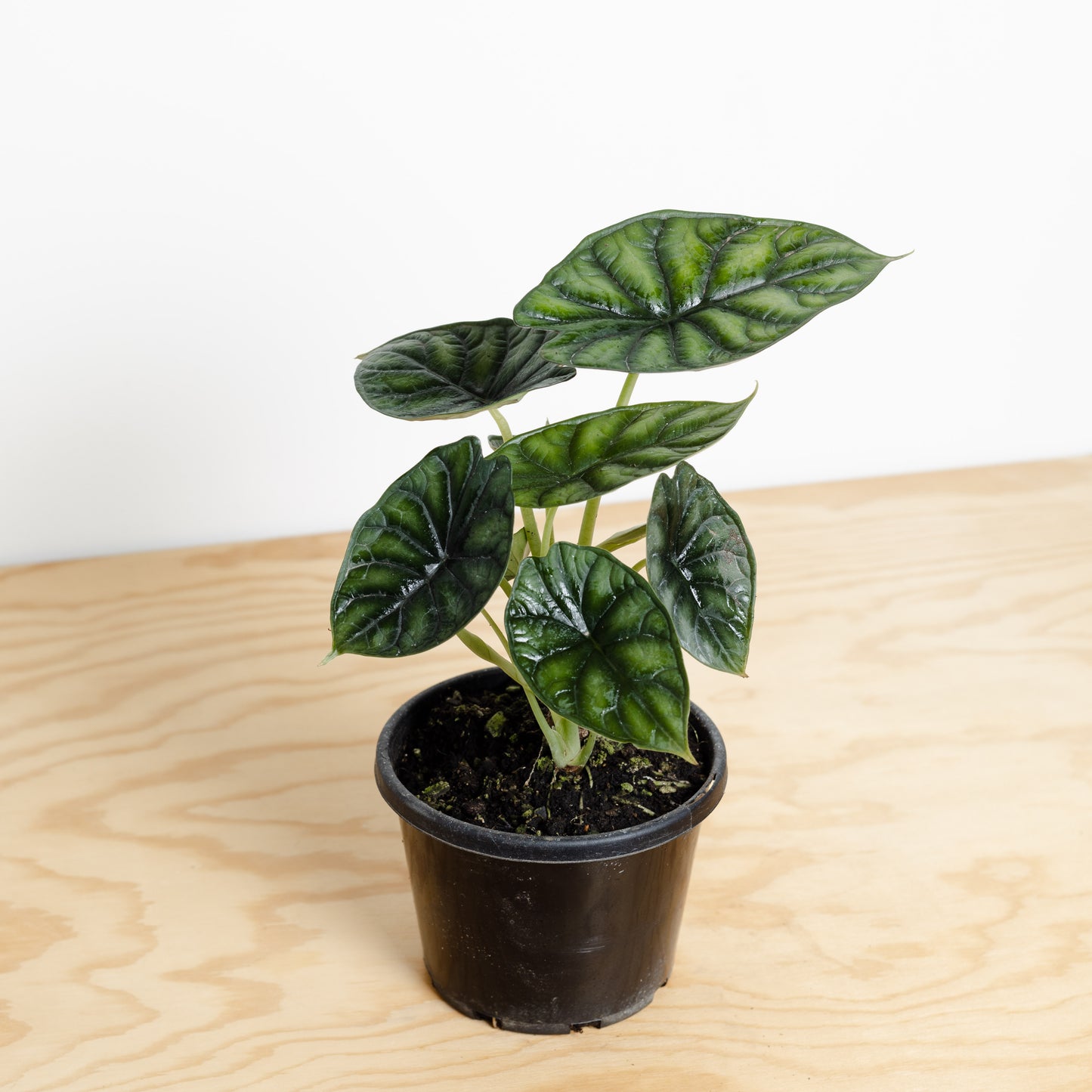 Alocasia Baginda, Dragon Scale (130mm Pot Size)