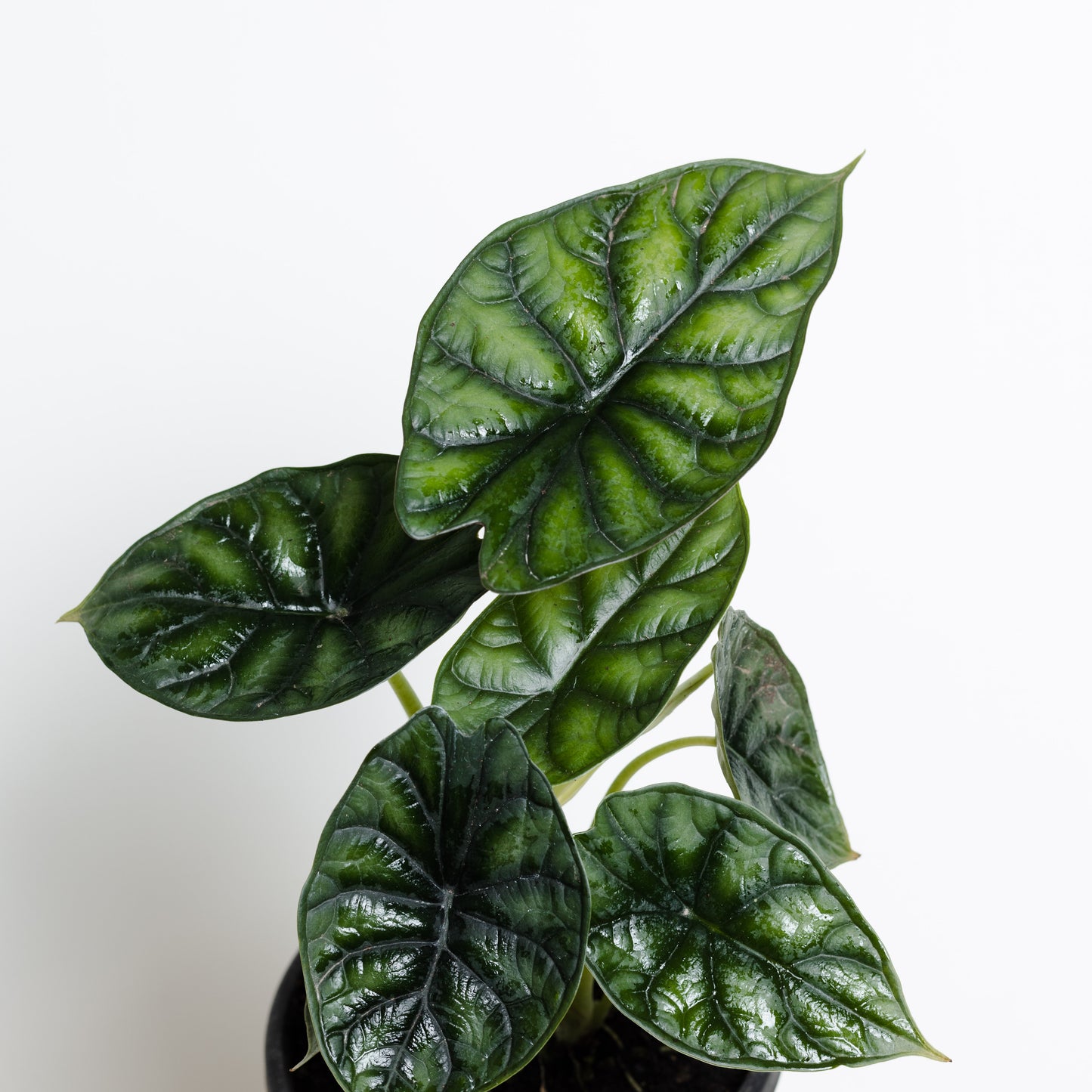 Alocasia Baginda, Dragon Scale (130mm Pot Size)