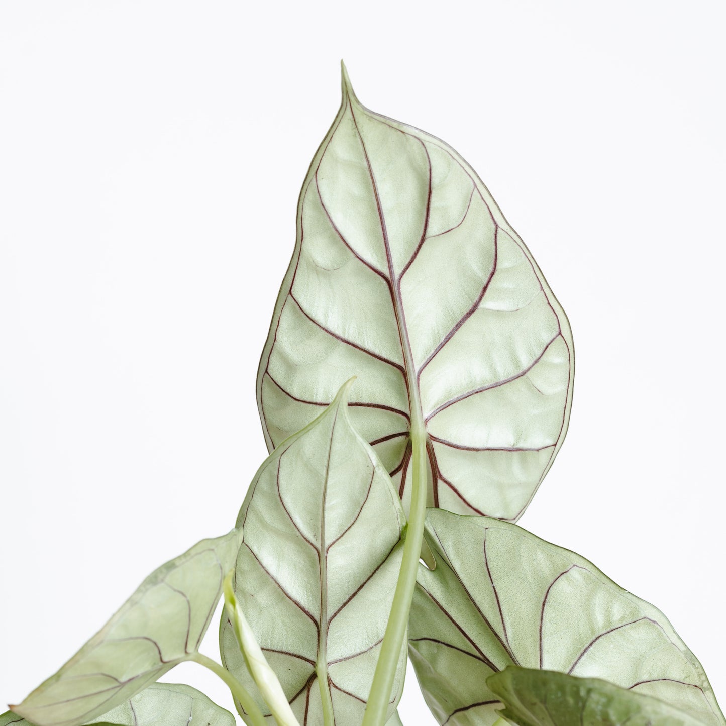 Alocasia Baginda, Dragon Scale (130mm Pot Size)