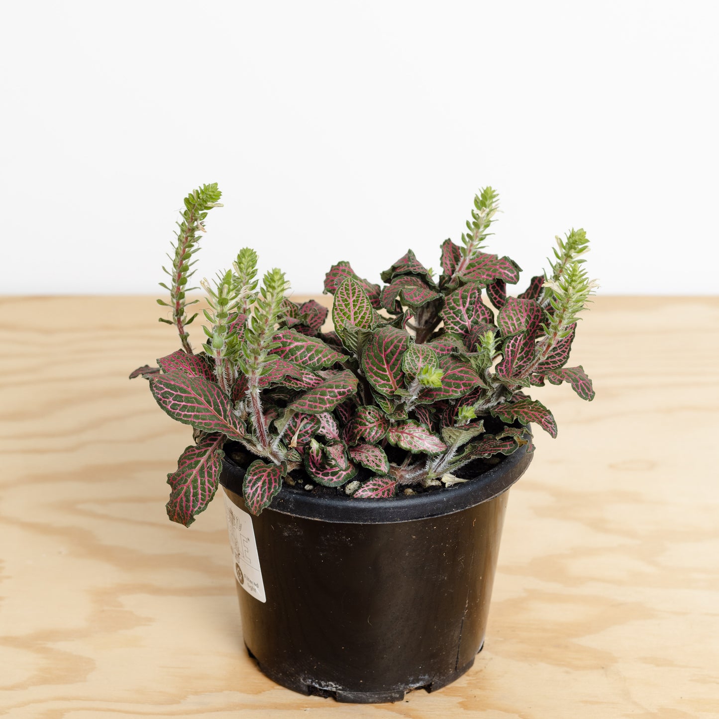 Fittonia 'Red', Nerve Plant (140mm Pot Size)