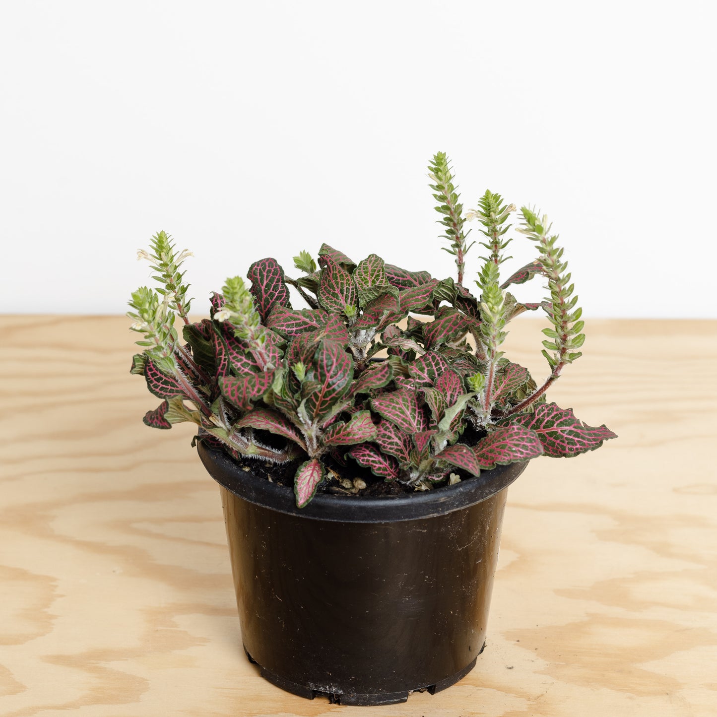 Fittonia 'Red', Nerve Plant (140mm Pot Size)