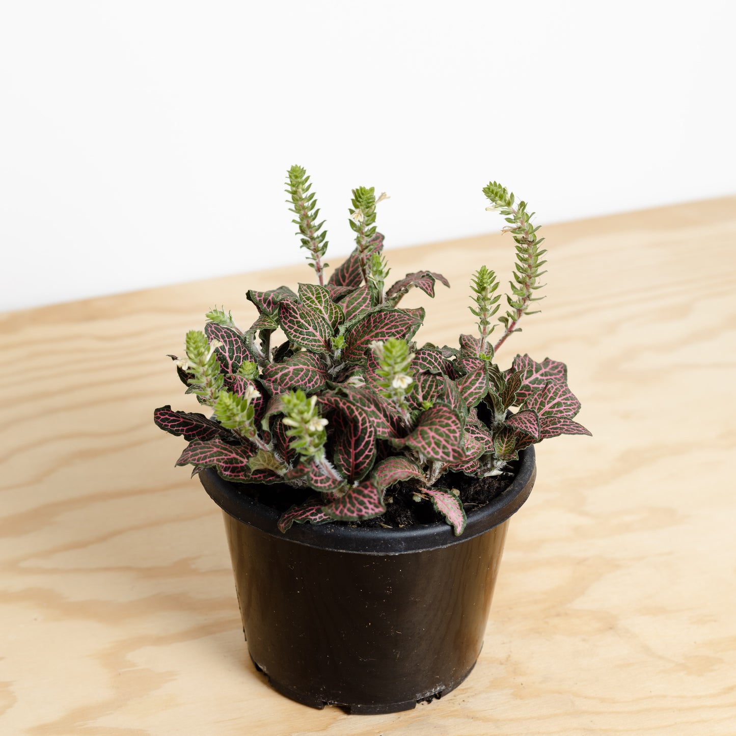 Fittonia 'Red', Nerve Plant (140mm Pot Size)