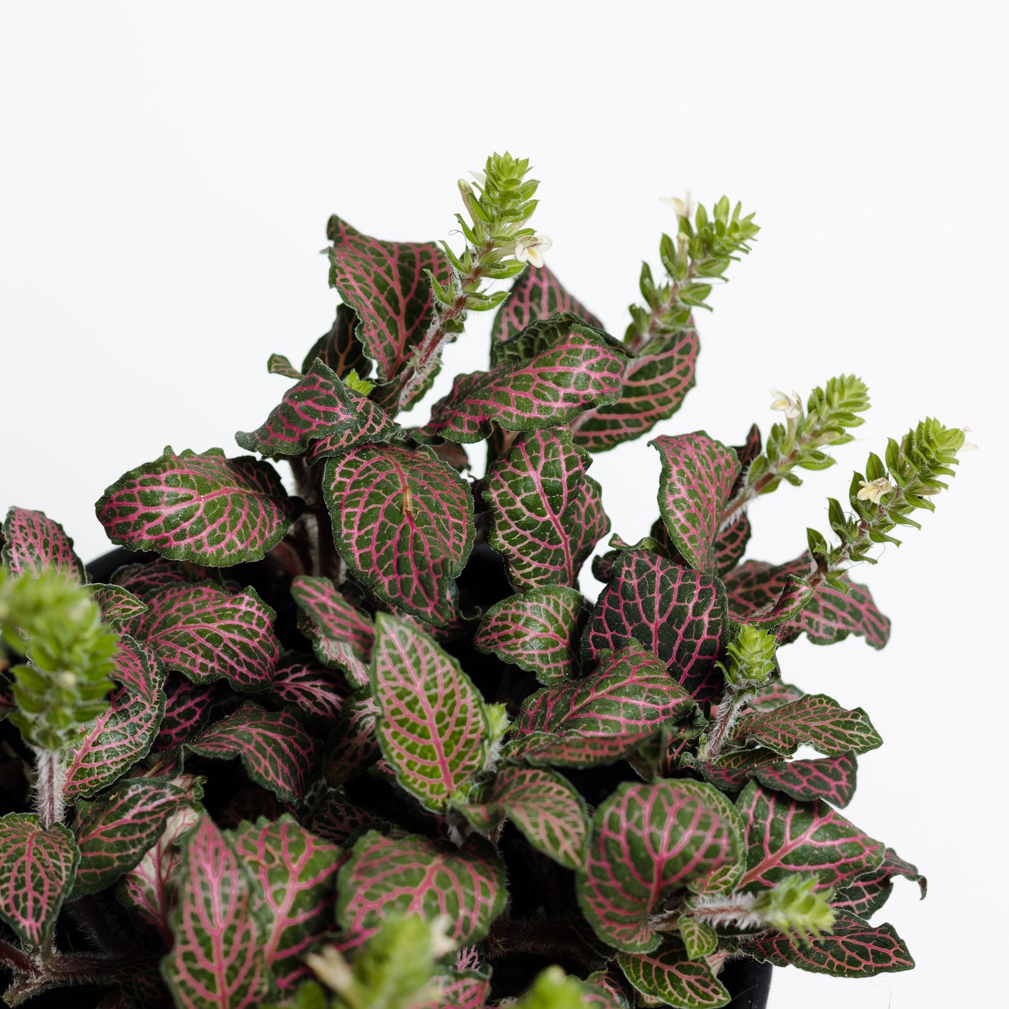 Fittonia 'Red', Nerve Plant (140mm Pot Size)