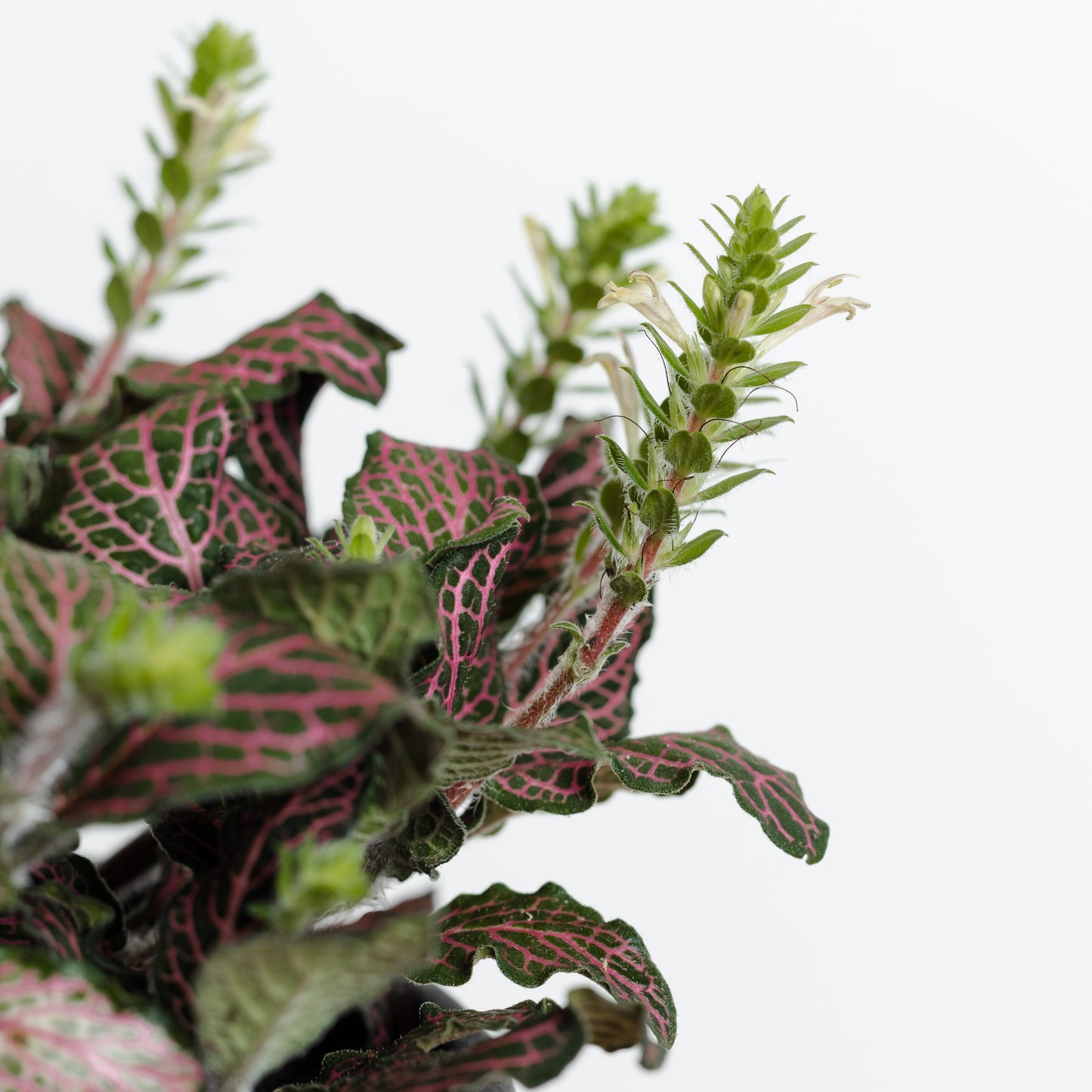 Fittonia 'Red', Nerve Plant (140mm Pot Size)