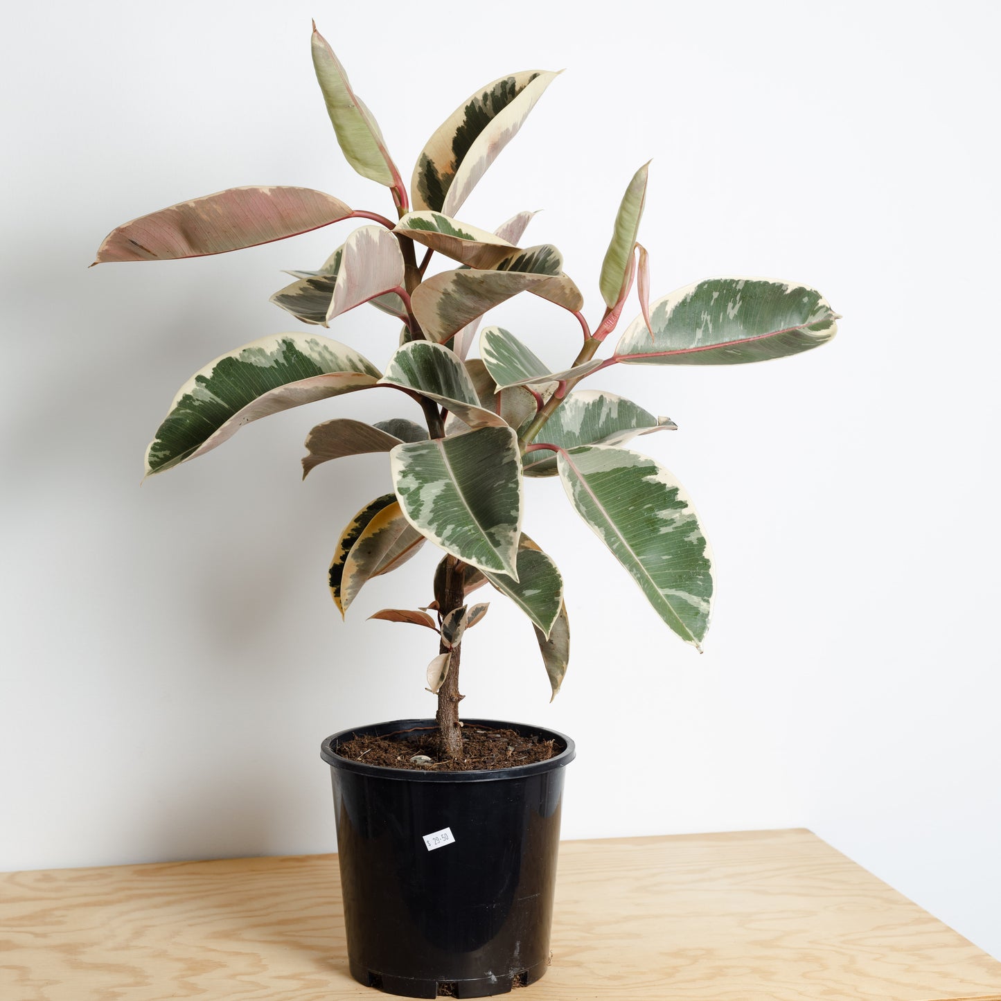 Ficus Tineke, Rubber tree (200mm Pot)