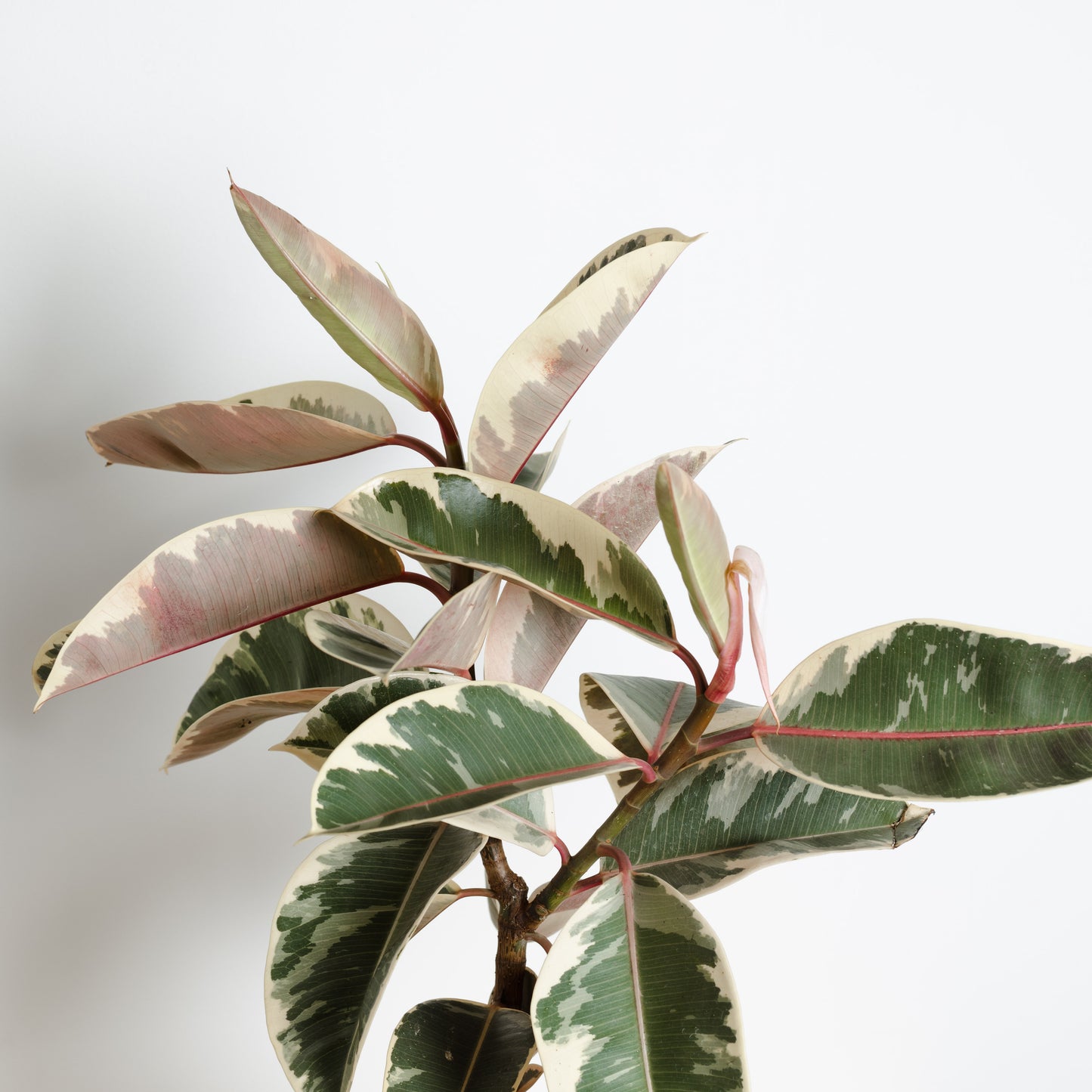 Ficus Tineke, Rubber tree (200mm Pot)