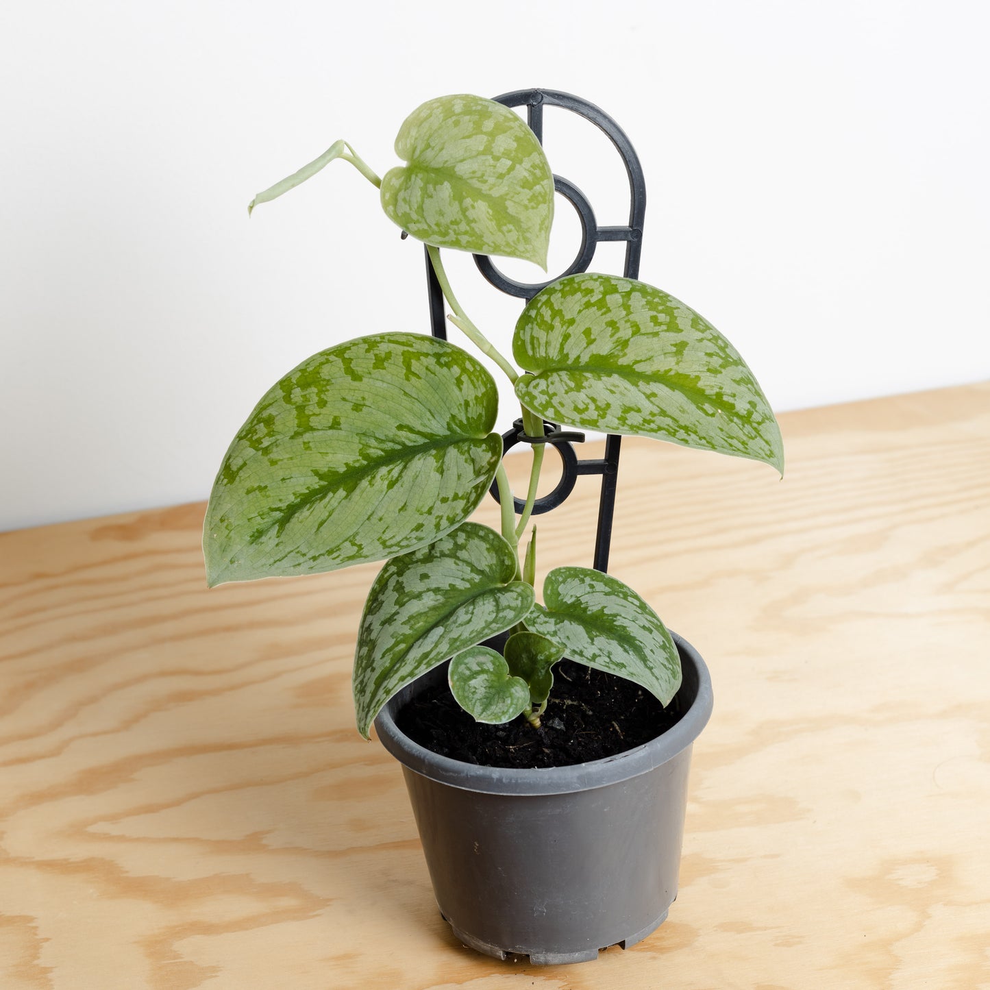 Silver Pothos, Scindapsus Pictus 'Argyraeus' (130mm Pot Size)