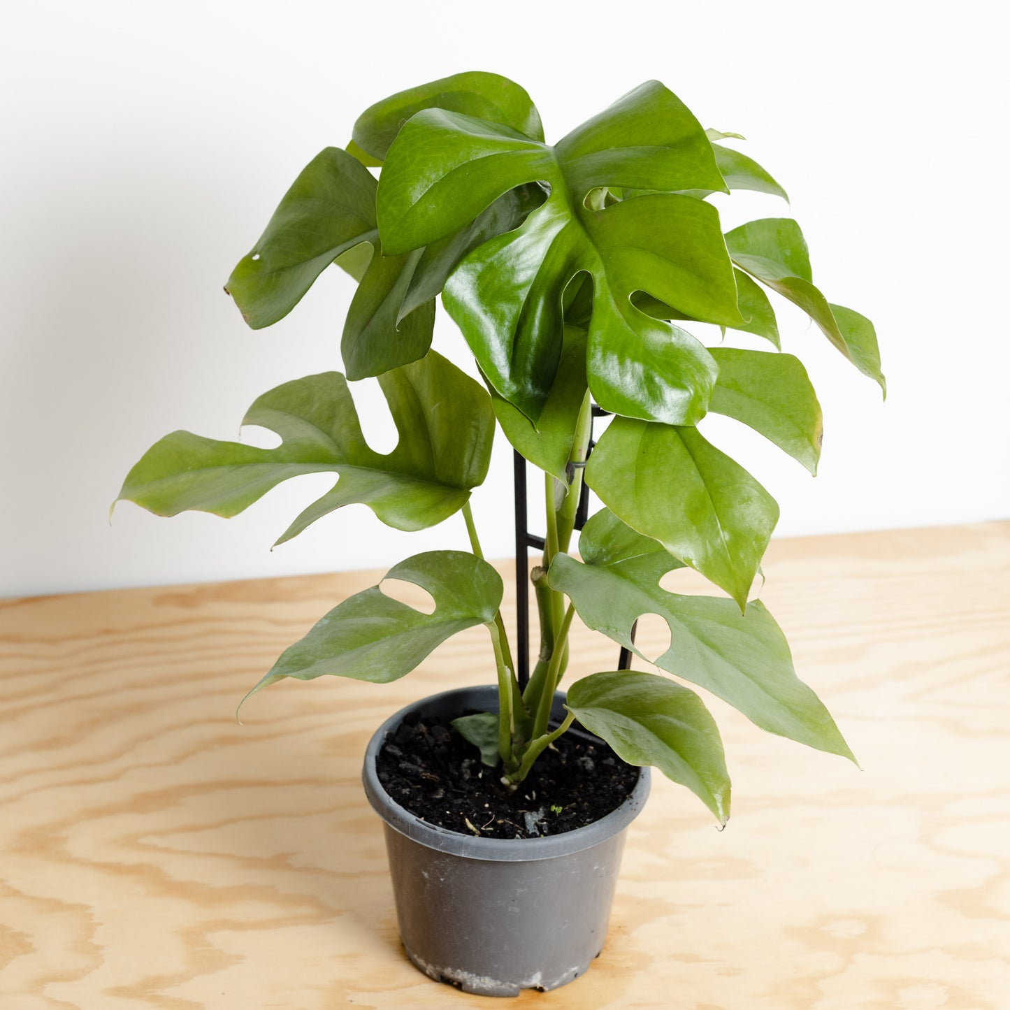 Rhaphidophora tetrasperma on trellis, 'Mini Monstera' (130mm Pot Size)