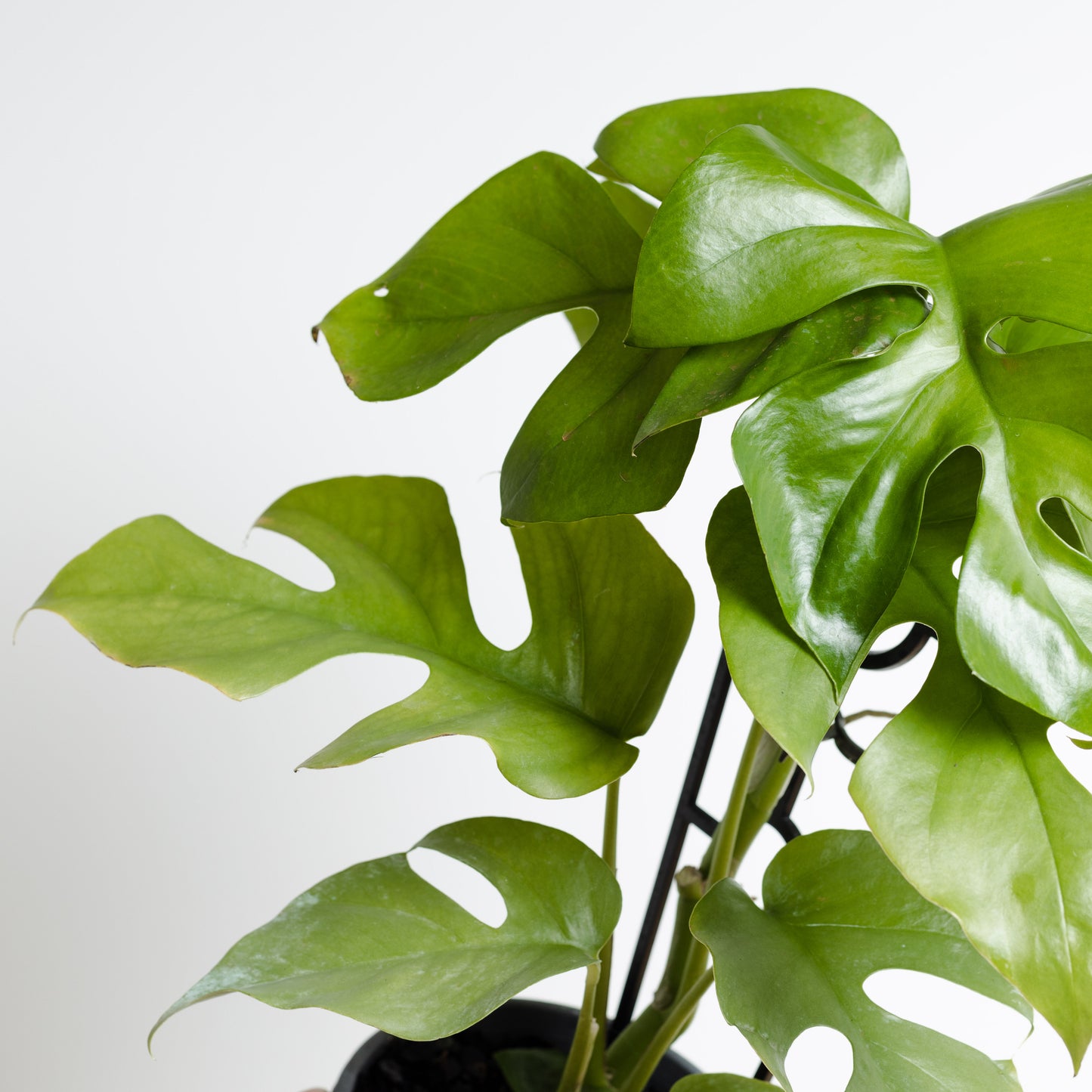 Rhaphidophora tetrasperma on trellis, 'Mini Monstera' (130mm Pot Size)