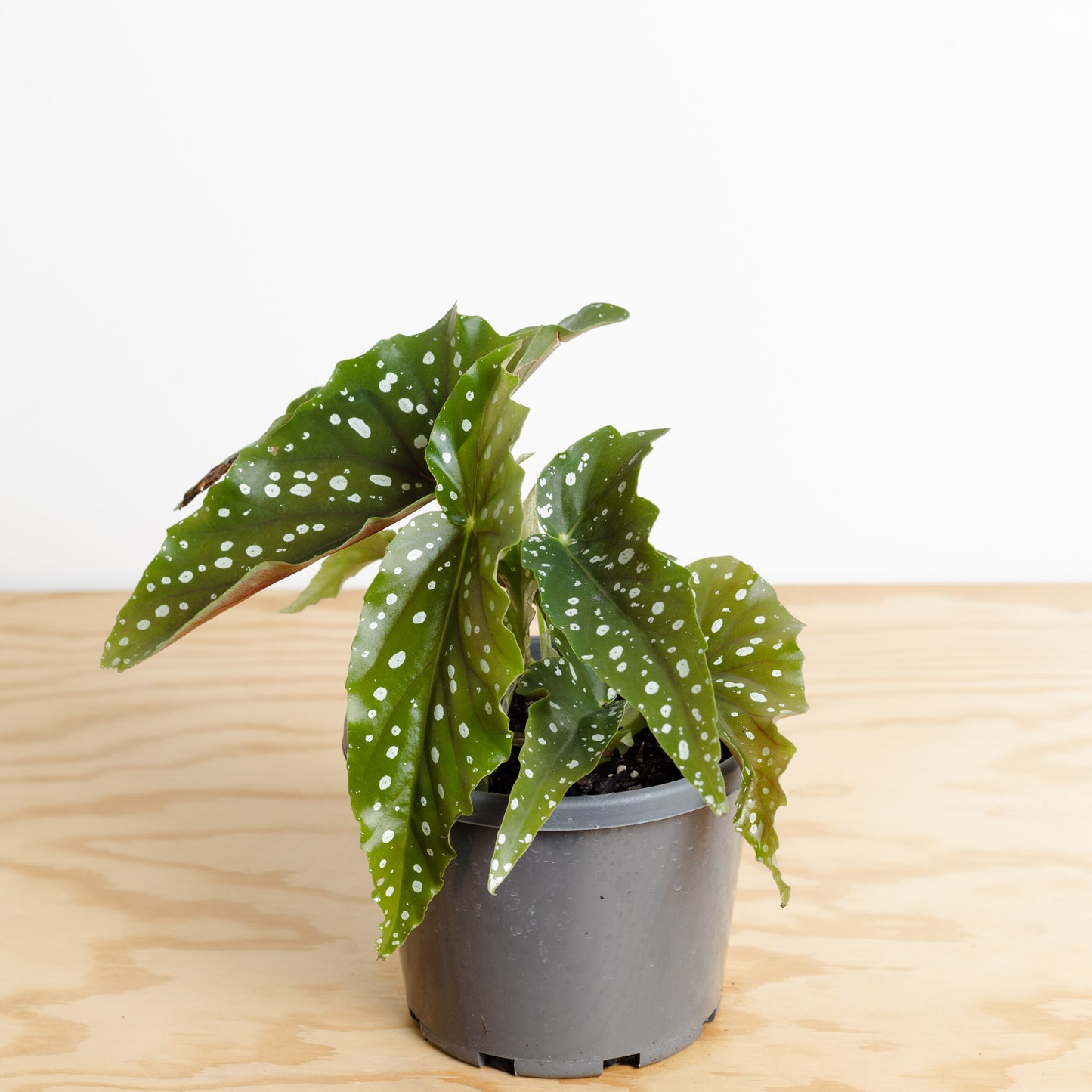 Begonia Maculata Wightii *Small Plant* (130mm Pot Size)