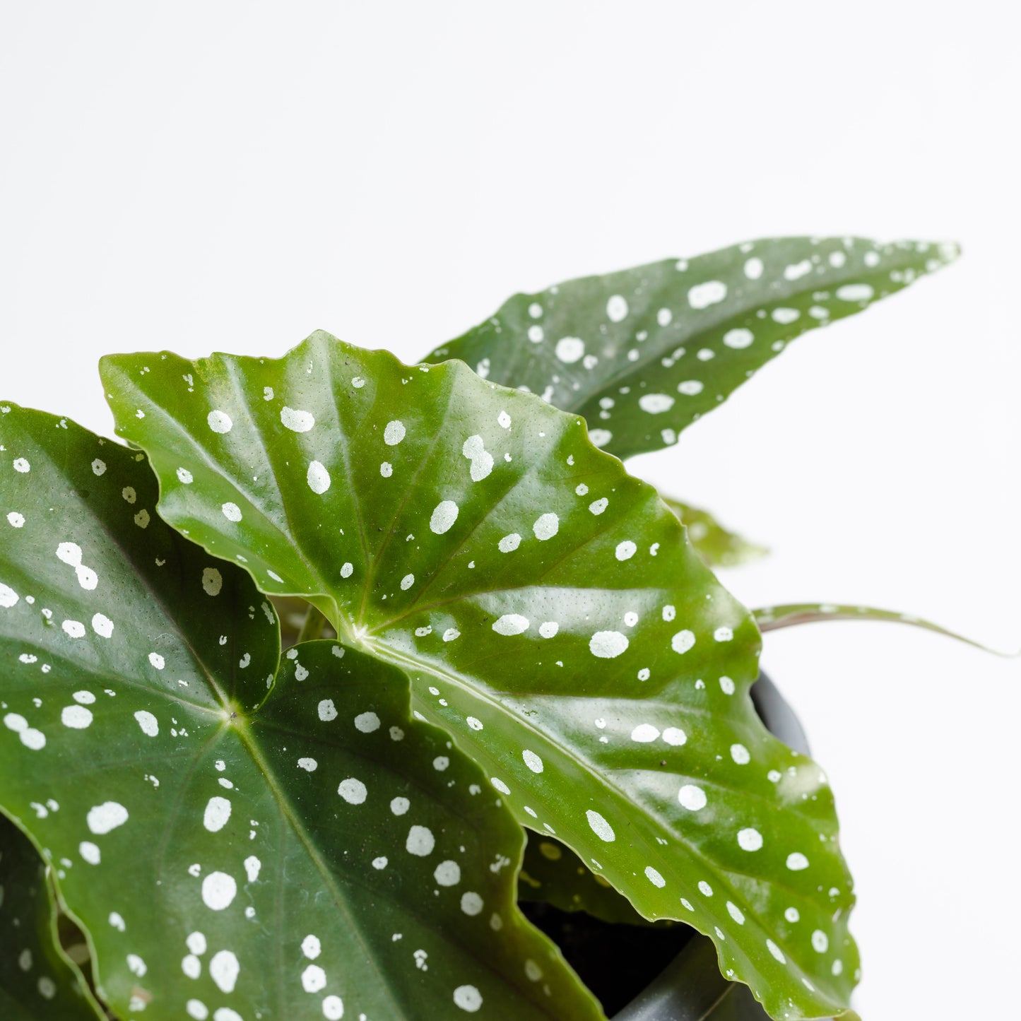 Begonia Maculata Wightii *Small Plant* (130mm Pot Size)