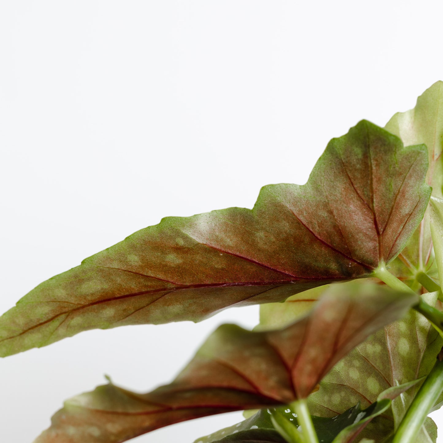Begonia Maculata Wightii *Small Plant* (130mm Pot Size)