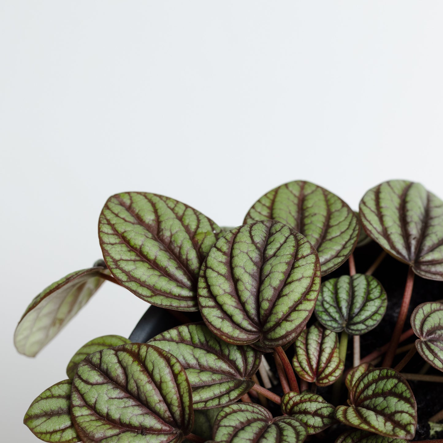 Peperomia Piccolo Banda (130mm Pot Size)